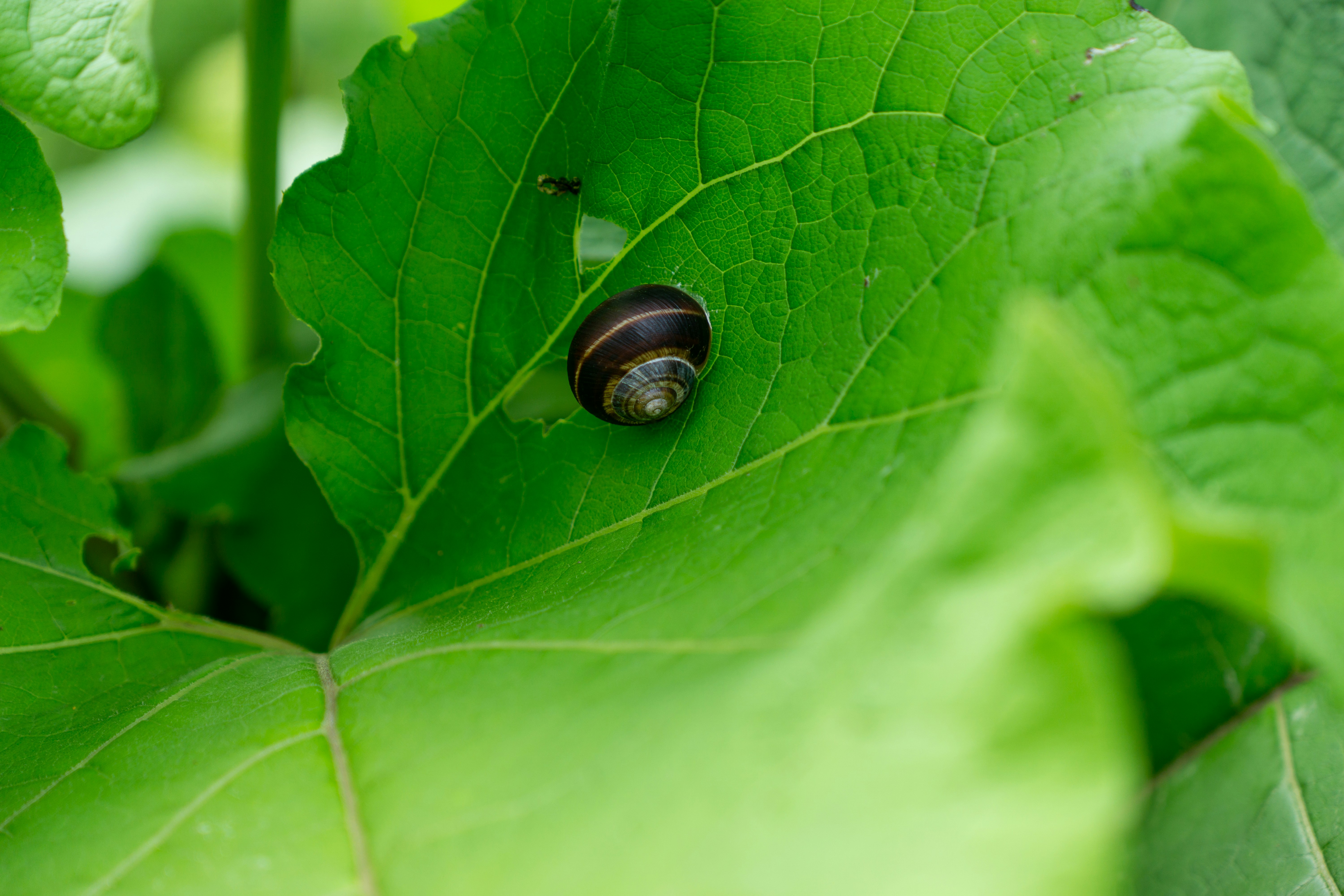 Photo by robertschwarz