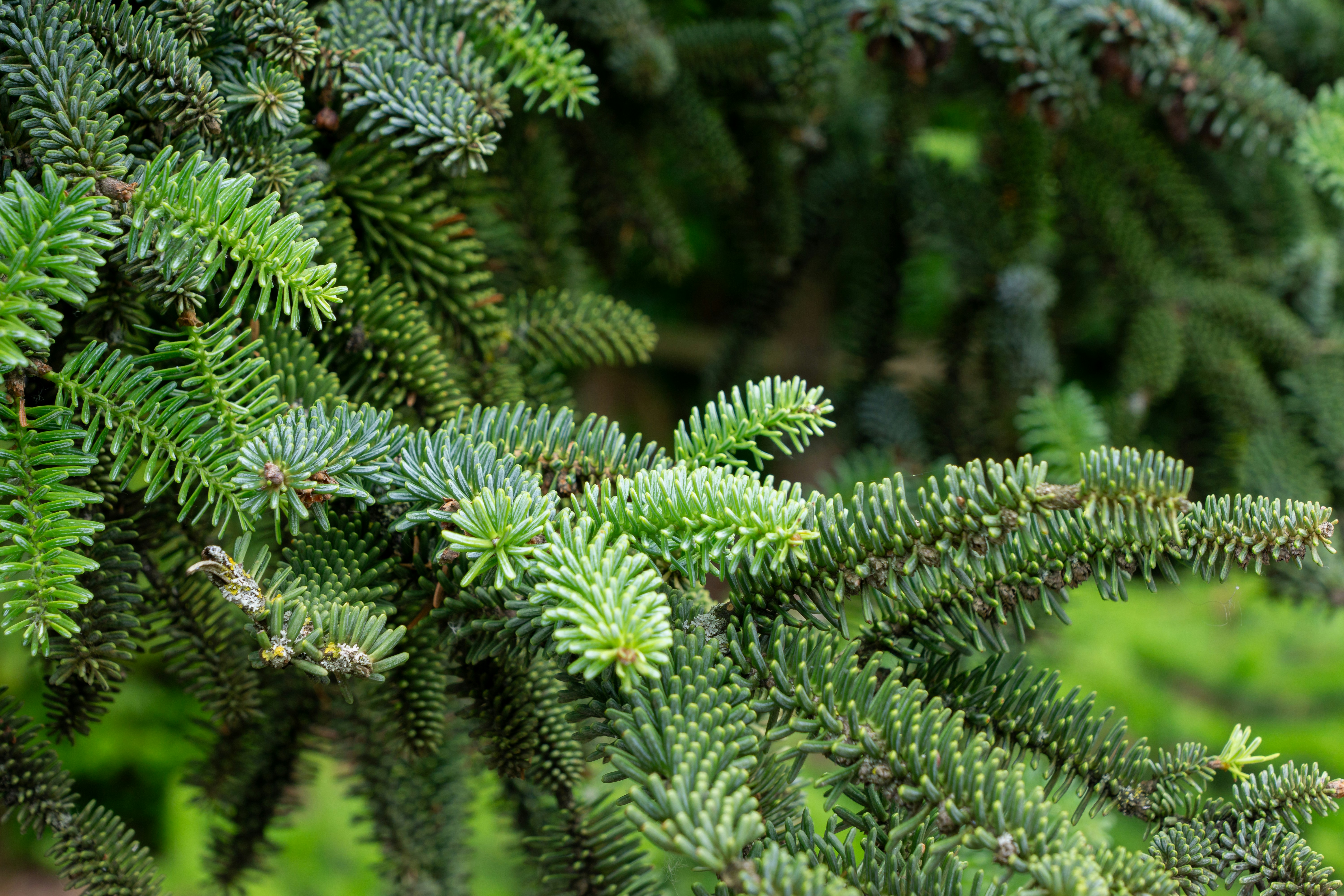 Photo by robertschwarz