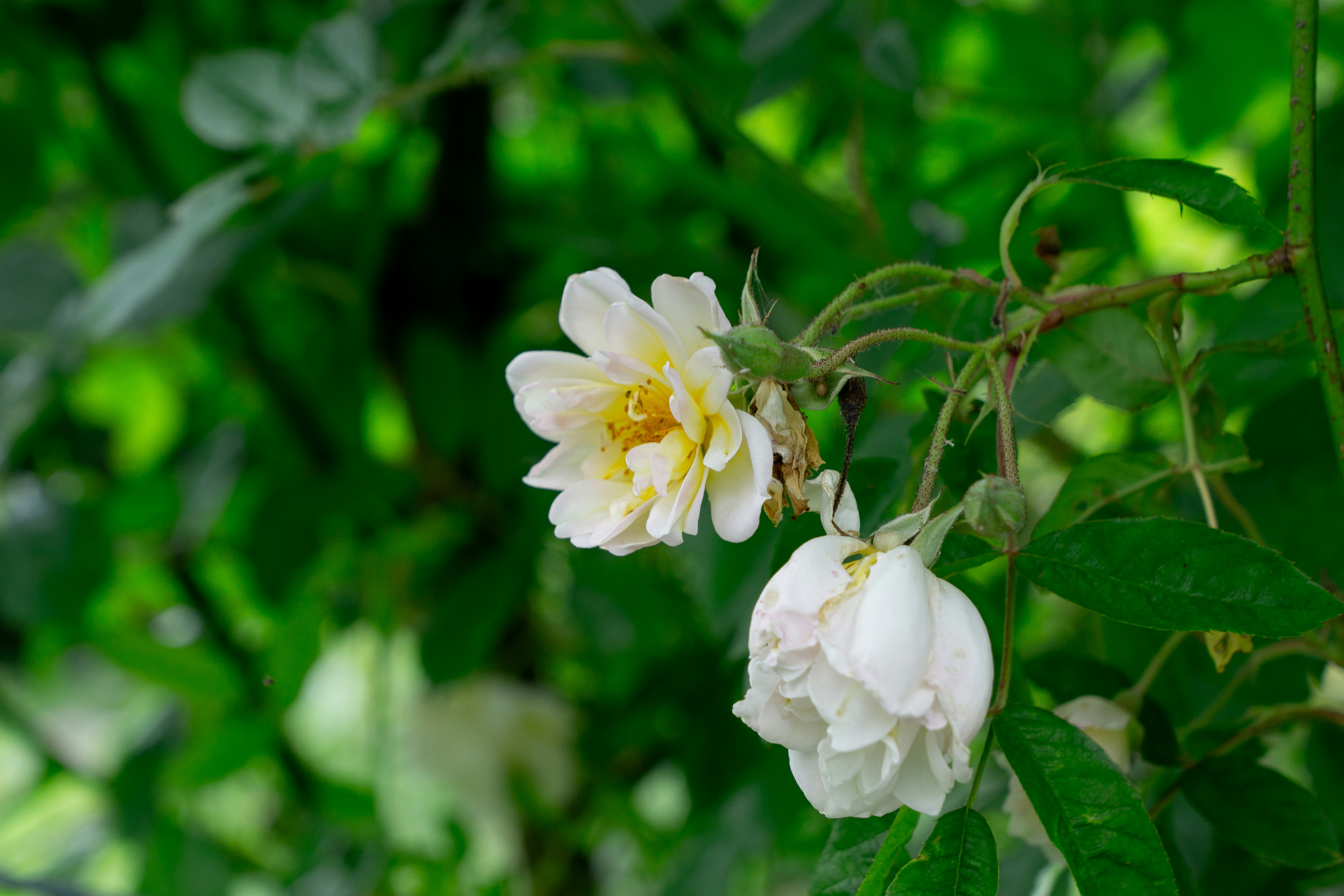 Photo by robertschwarz