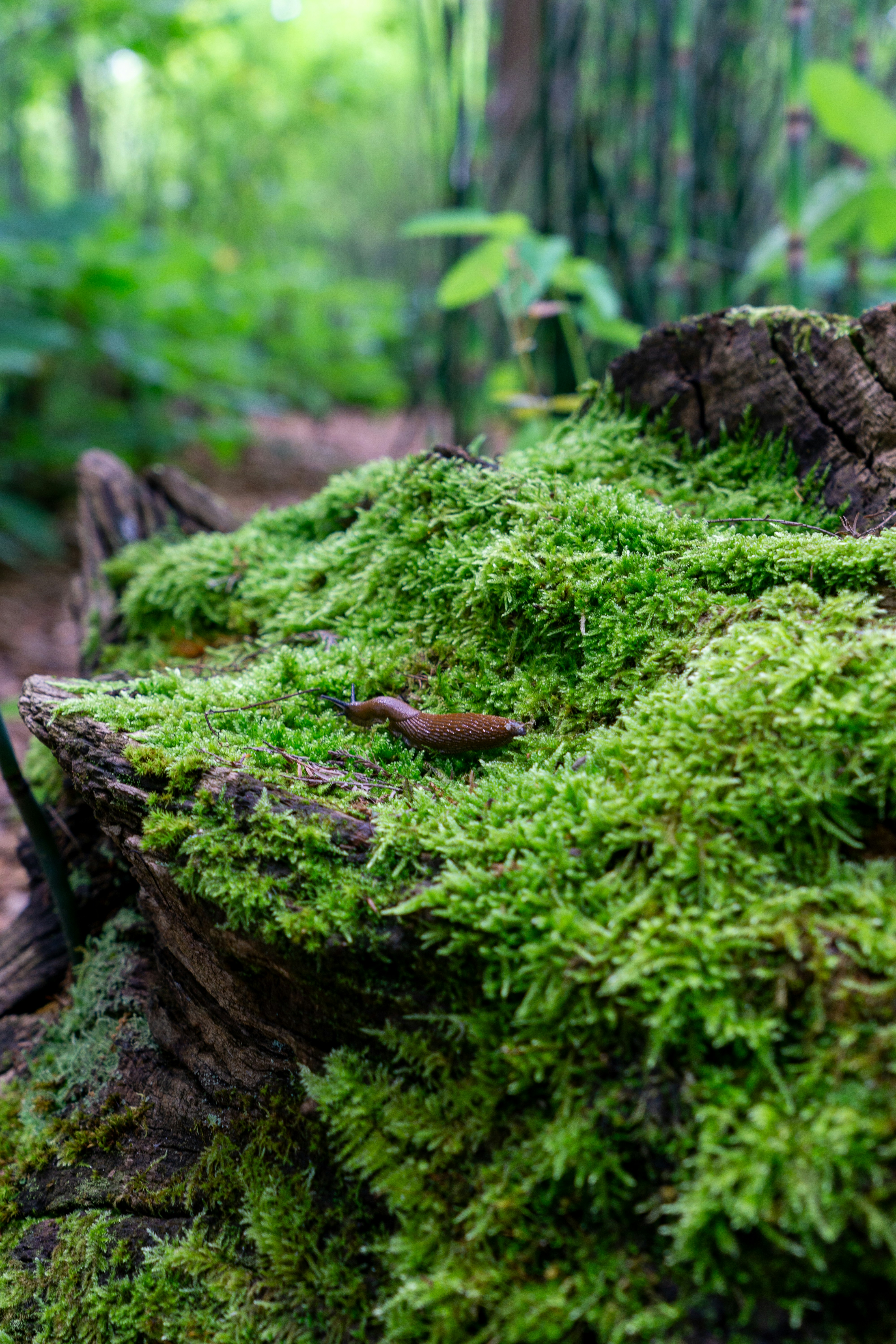 Photo by robertschwarz