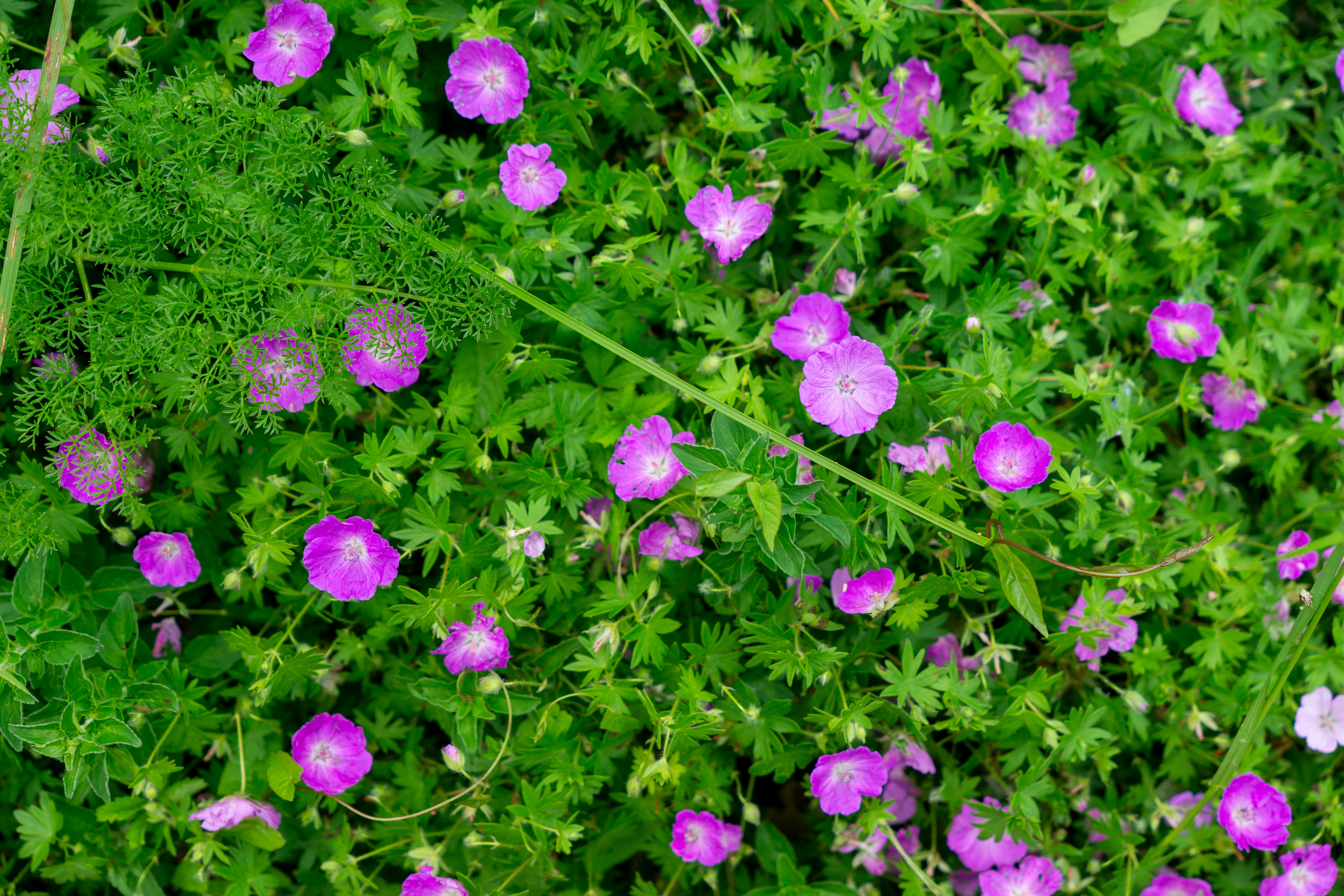 Photo by robertschwarz