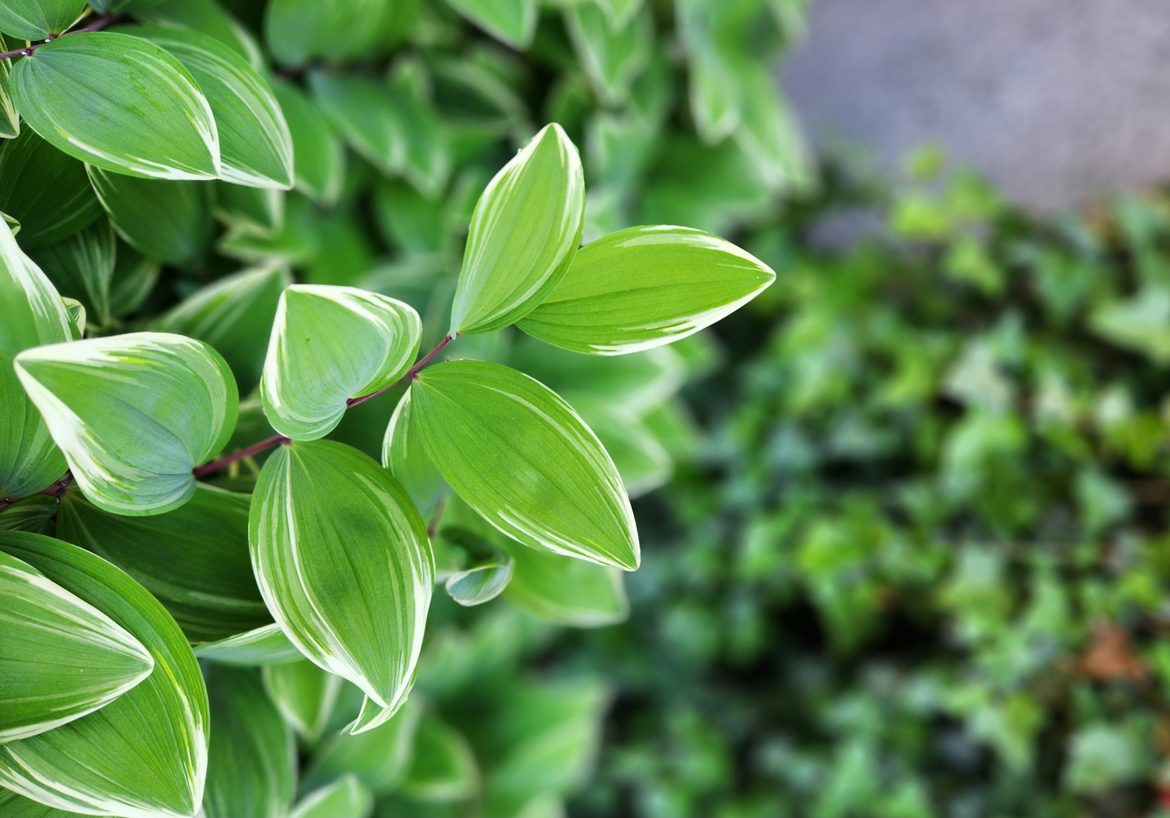 Photo by zoshuacolah