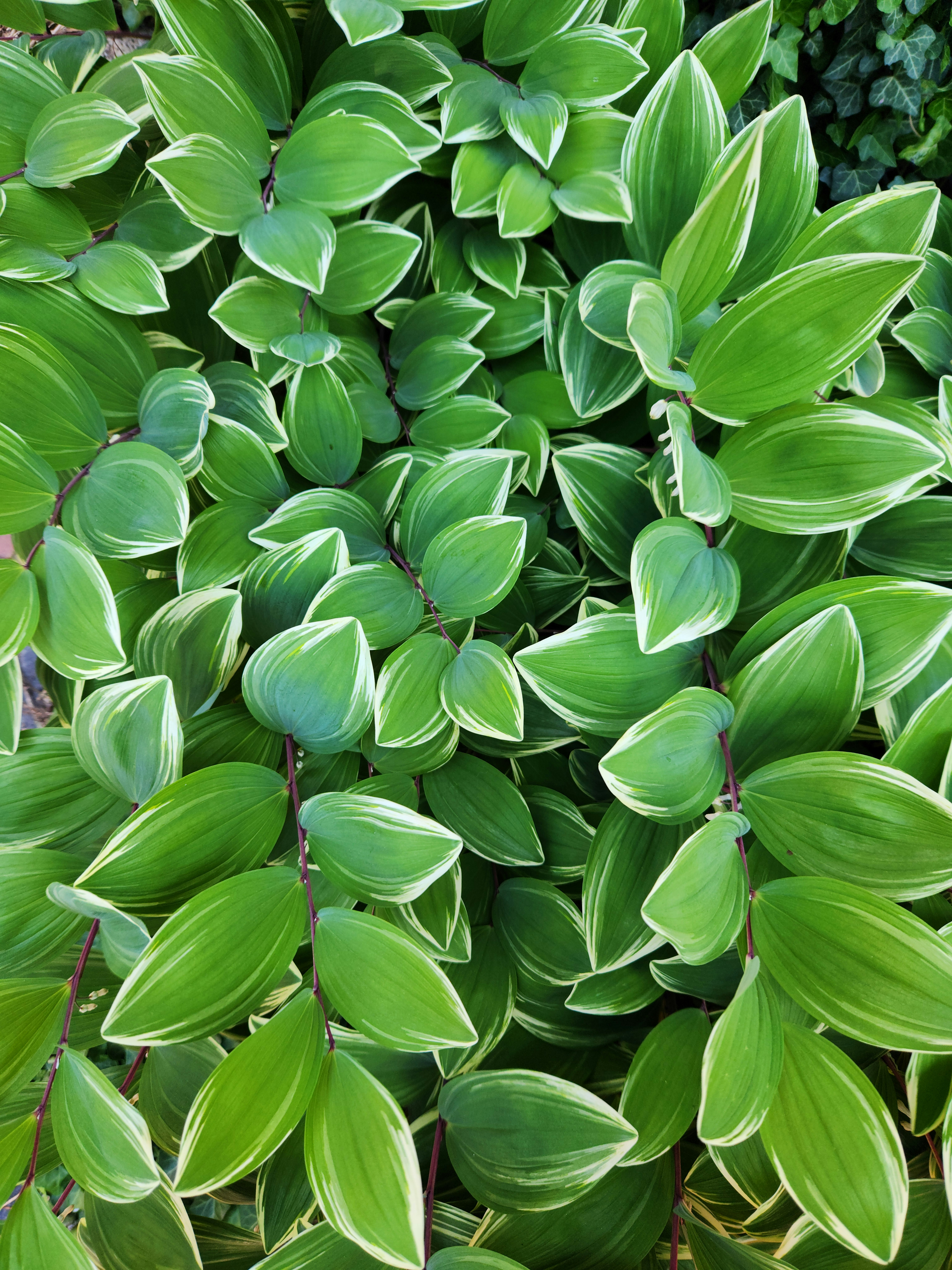 Photo by zoshuacolah