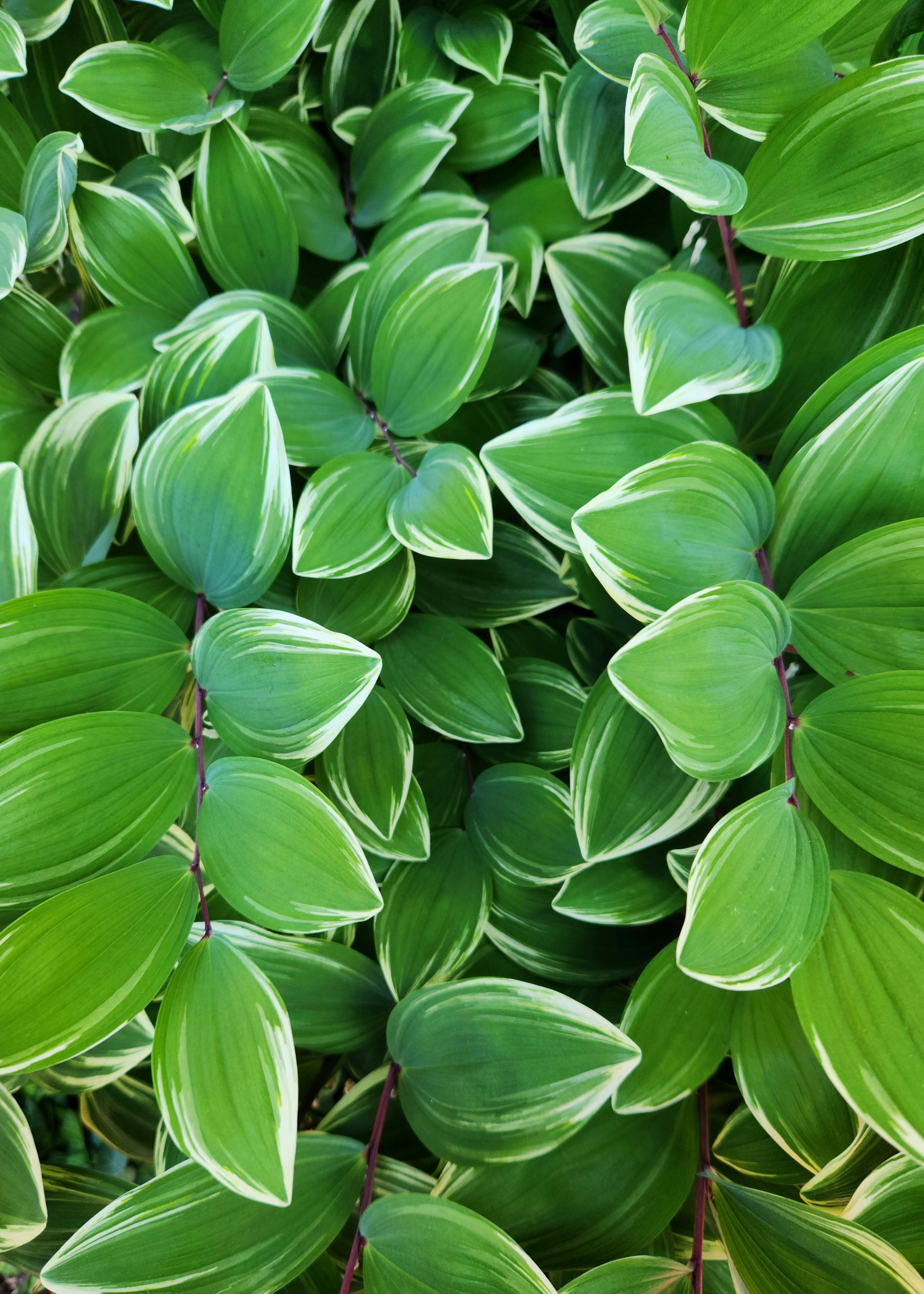 Photo by zoshuacolah