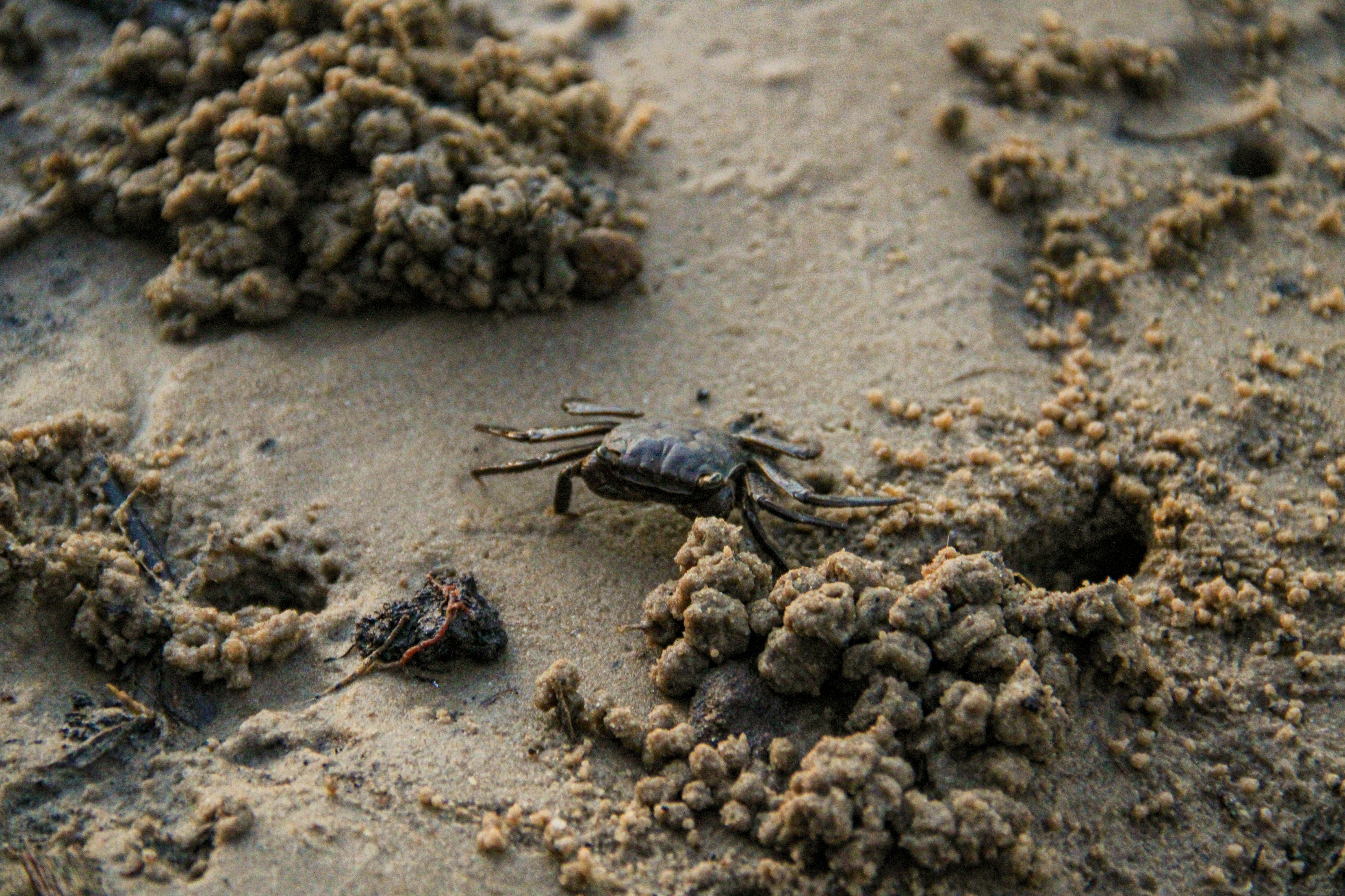 Photo by thebricamera