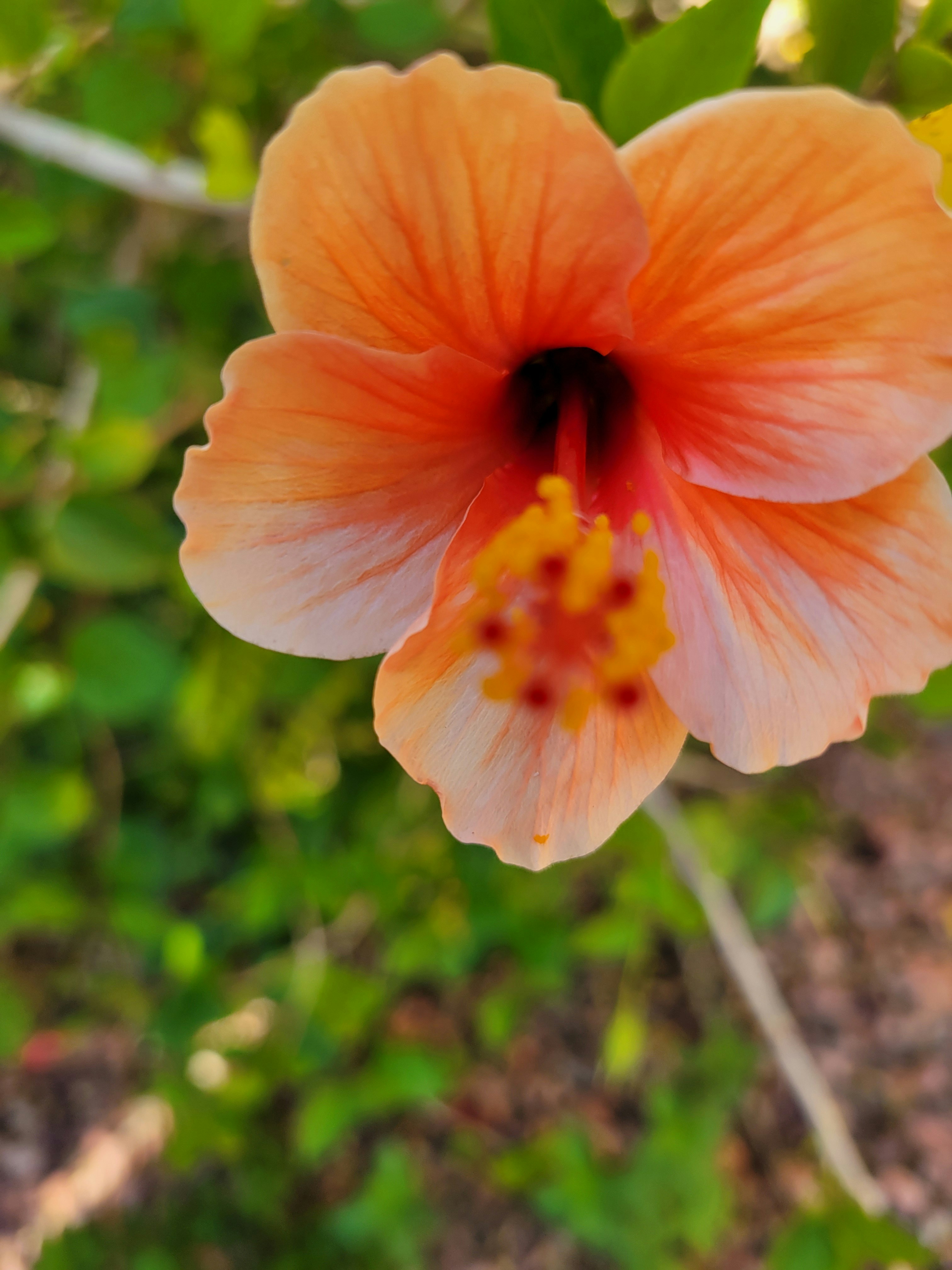 Photo by haripriya_k