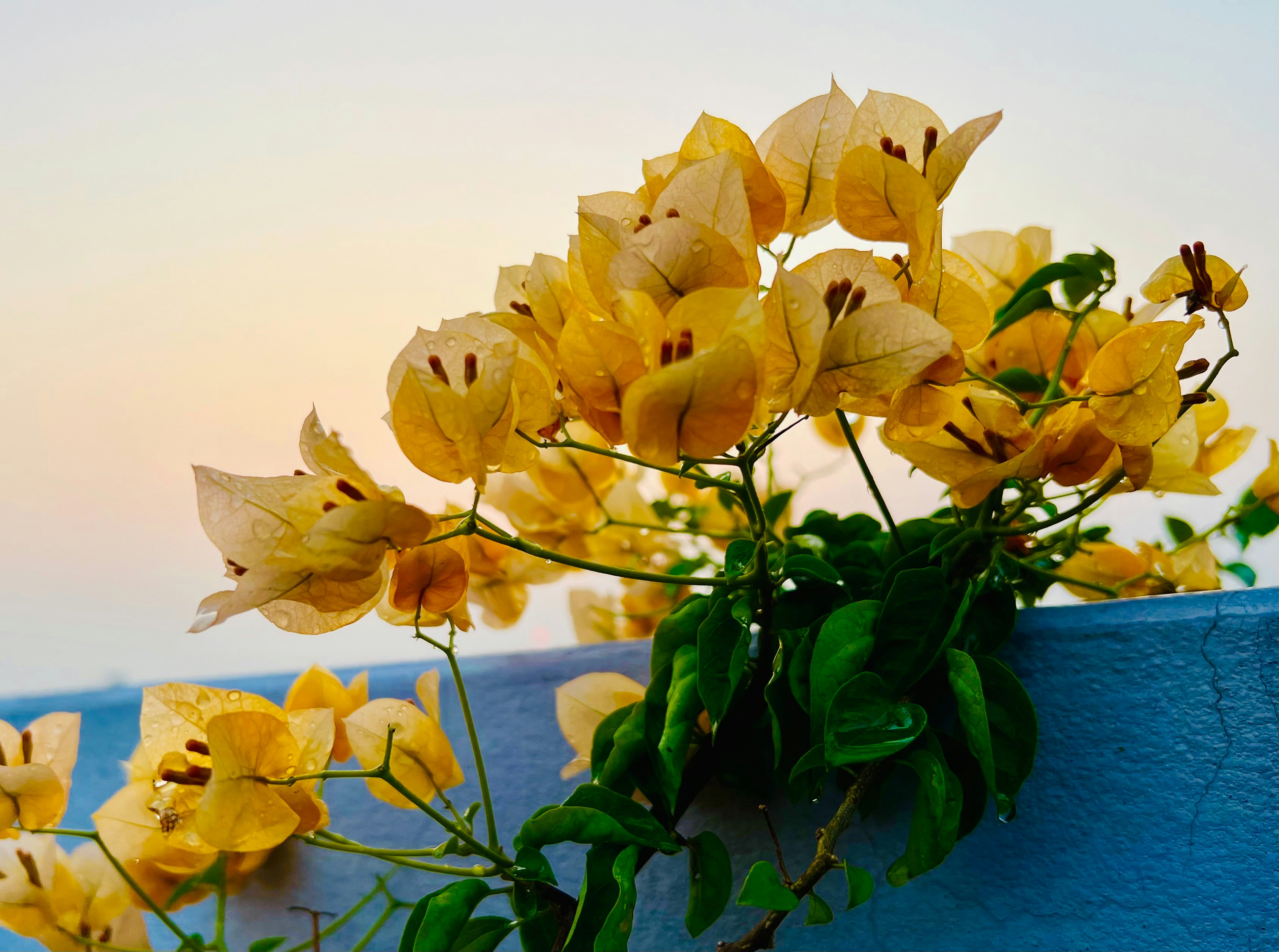 a bunch of yellow flowers on a blue wall