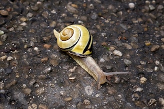 a snail is crawling on the ground