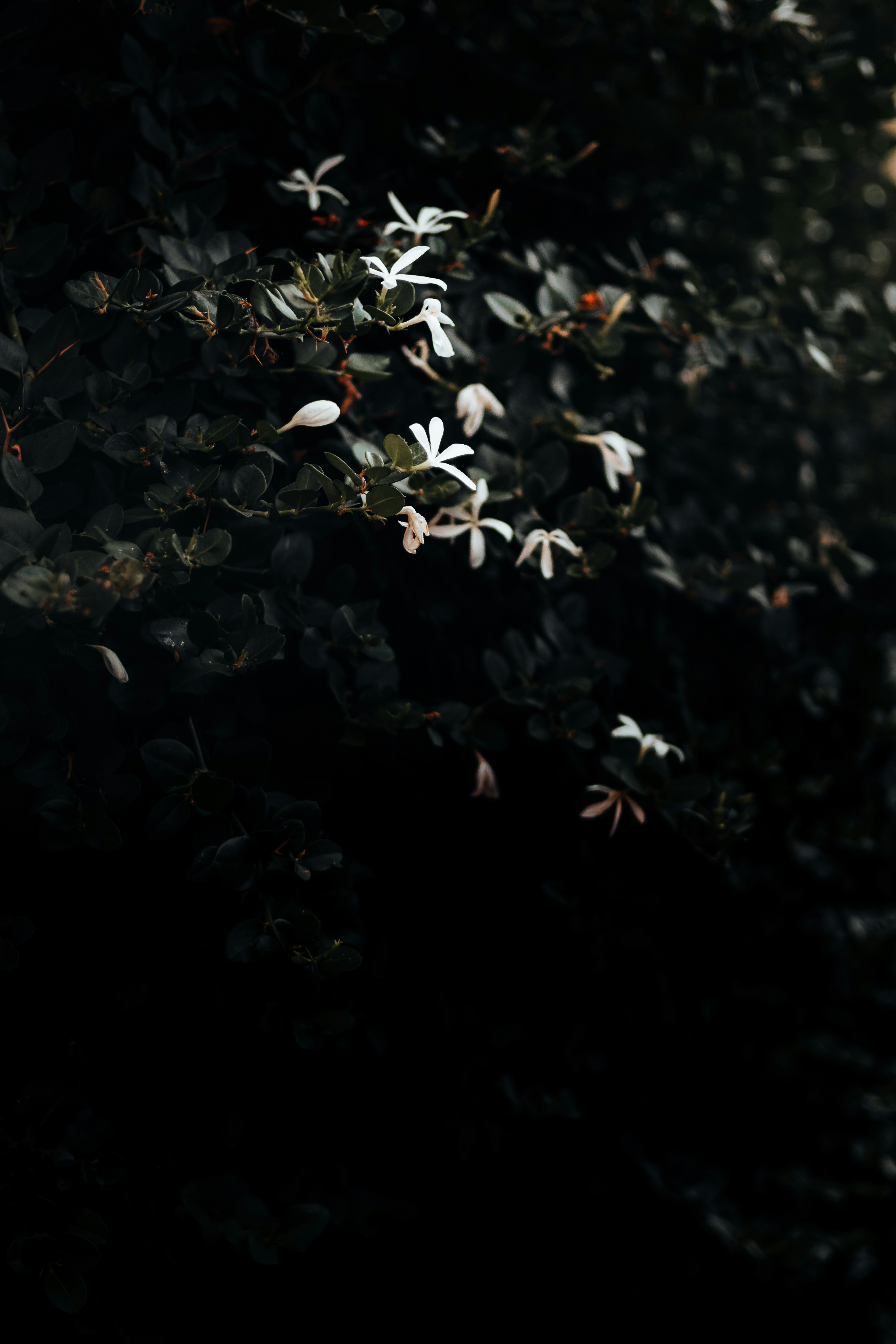 Photo by manucinephoto