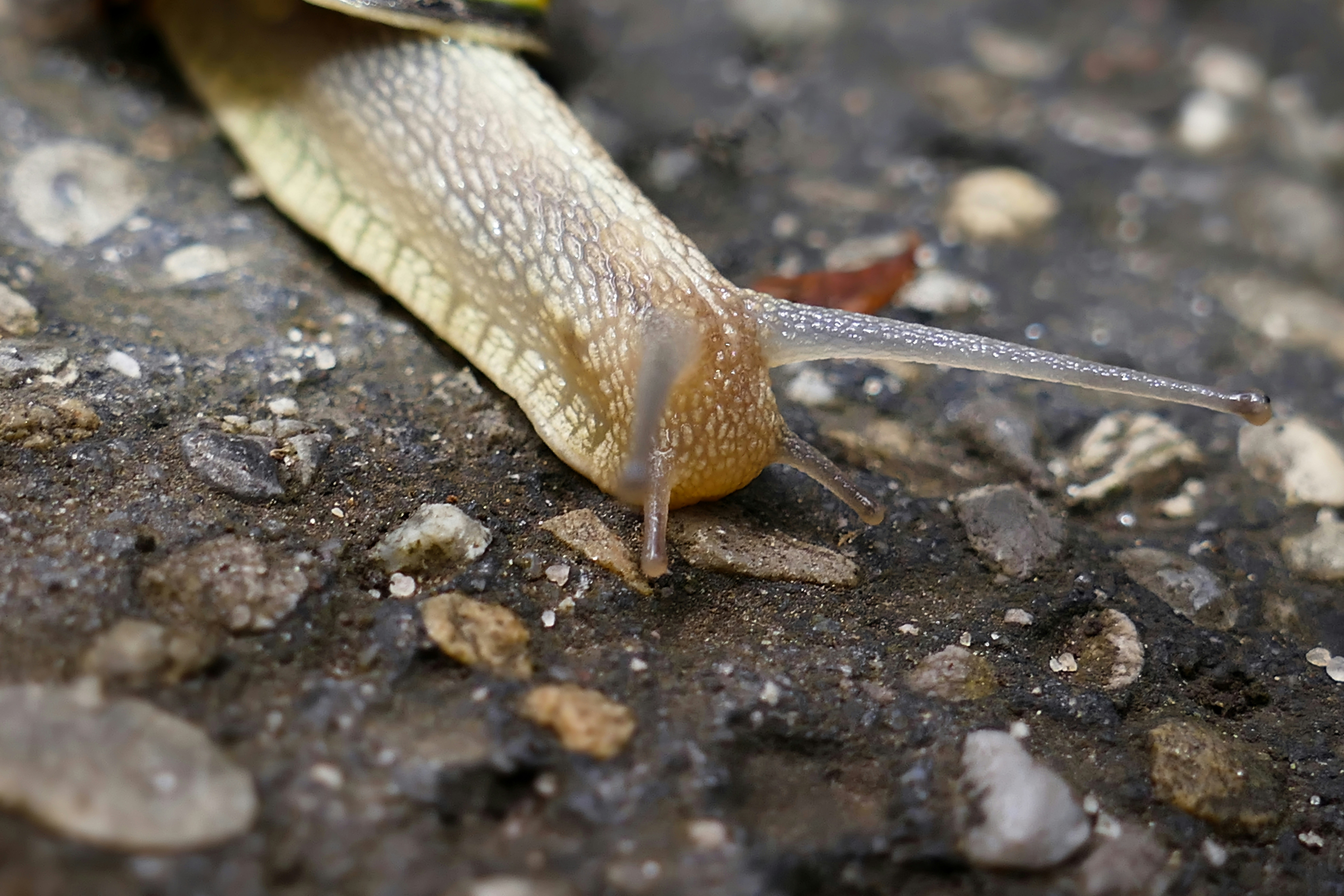 close-up siput di tanah