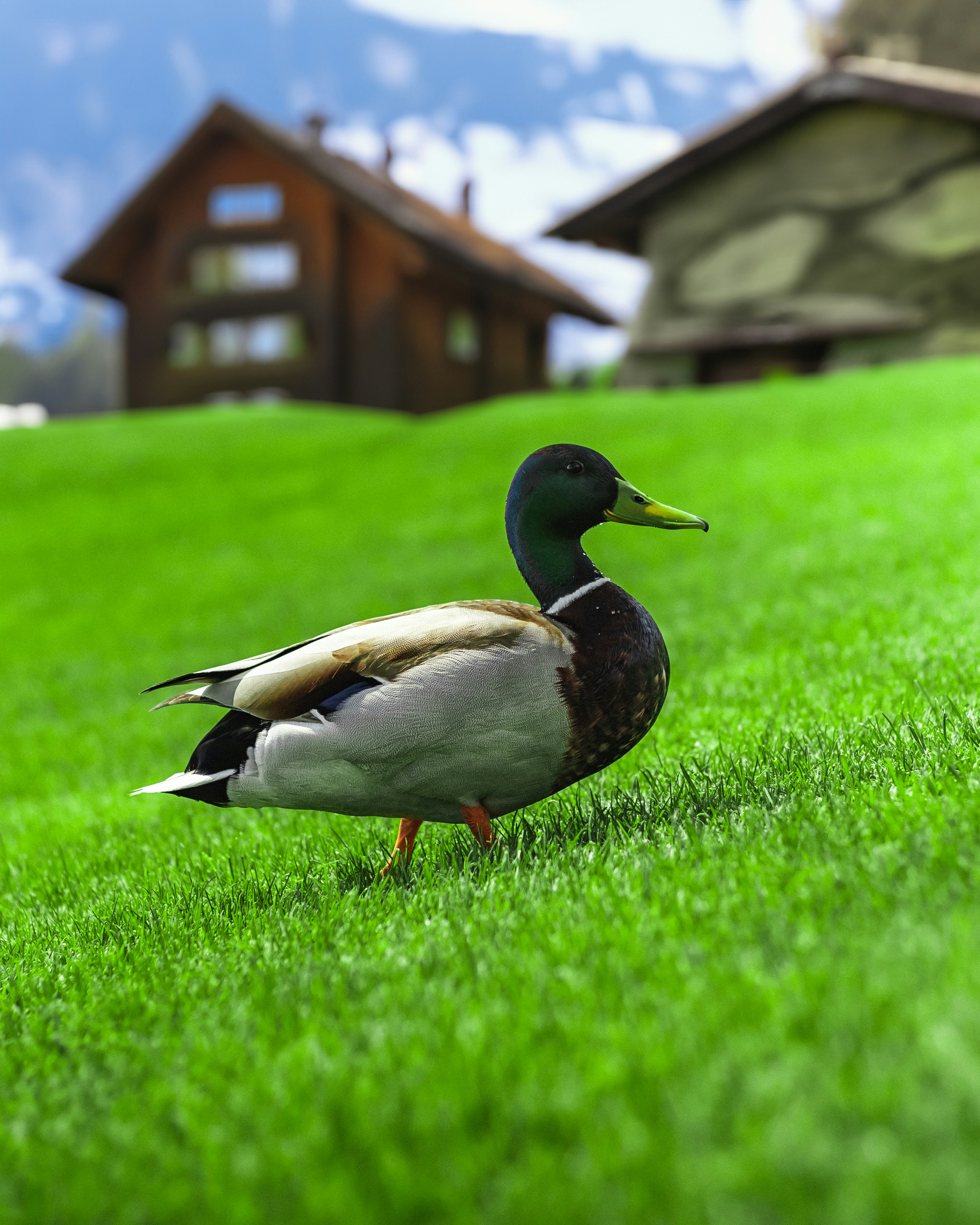 Clean Edge Lawncare 's image