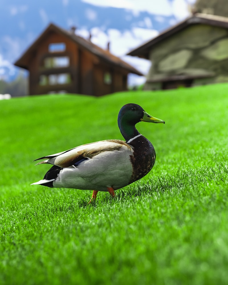 Commercial lawn care