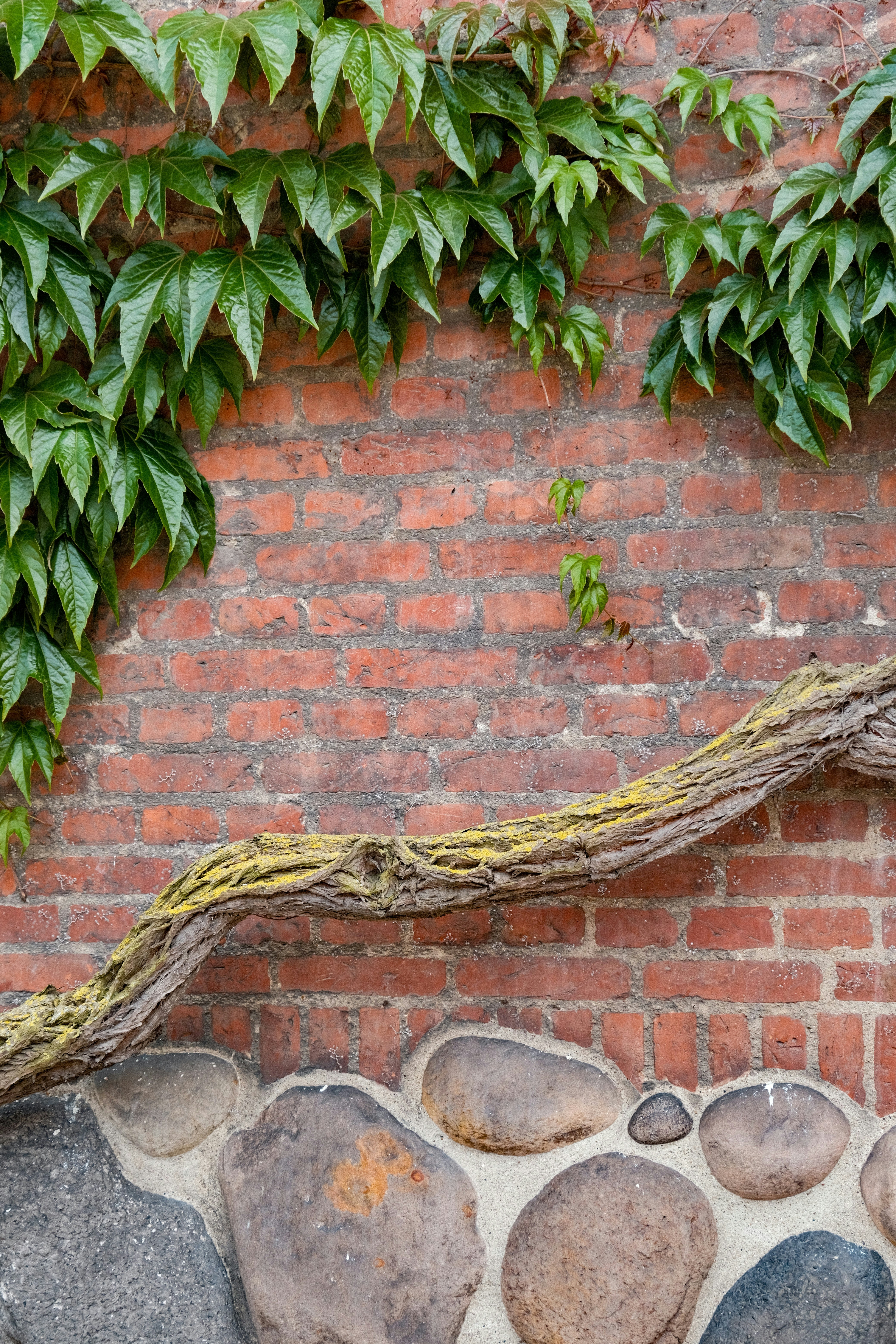 a brick wall with a vine growing over it