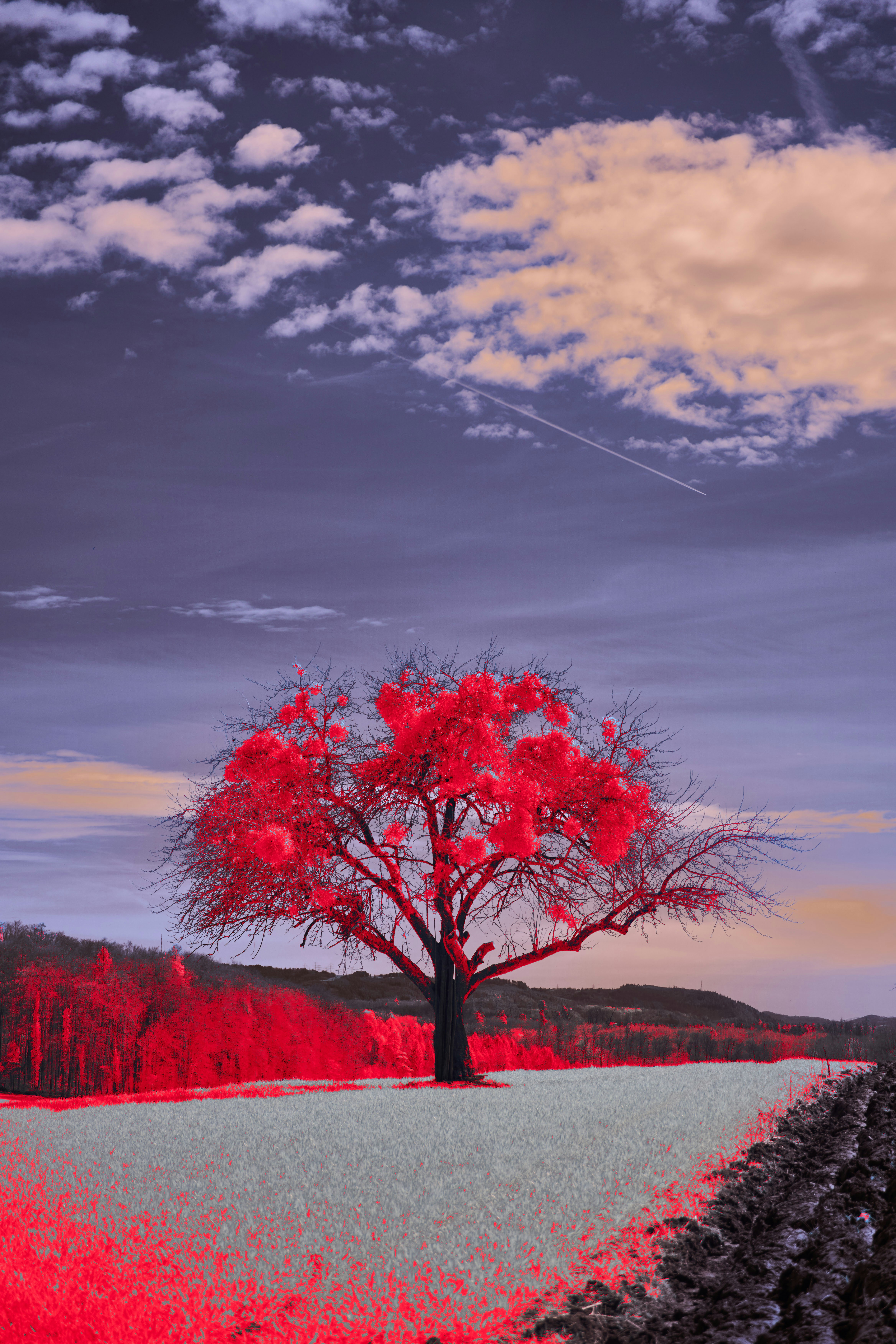 Photo by wolfgang_hasselmann