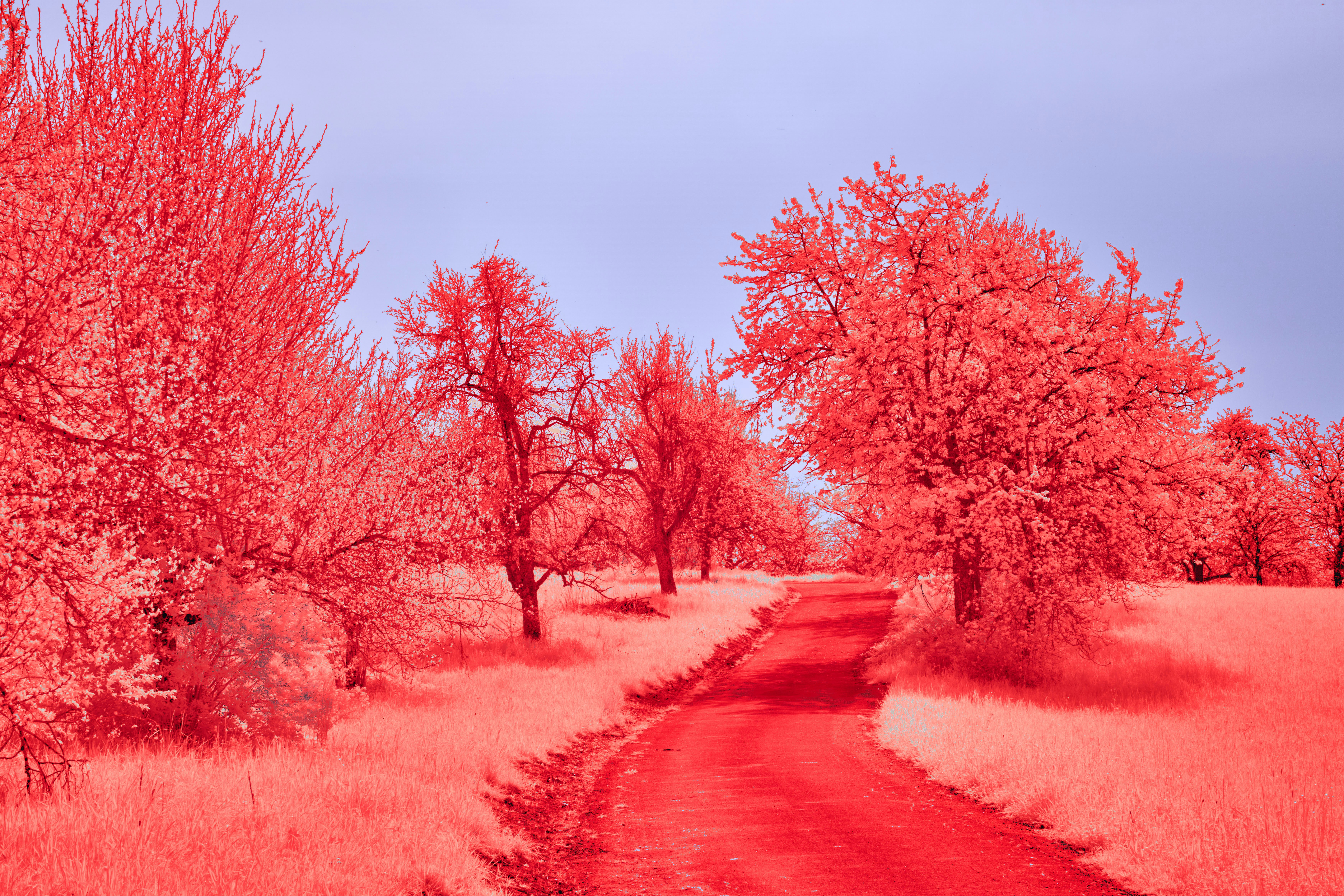 Photo by wolfgang_hasselmann