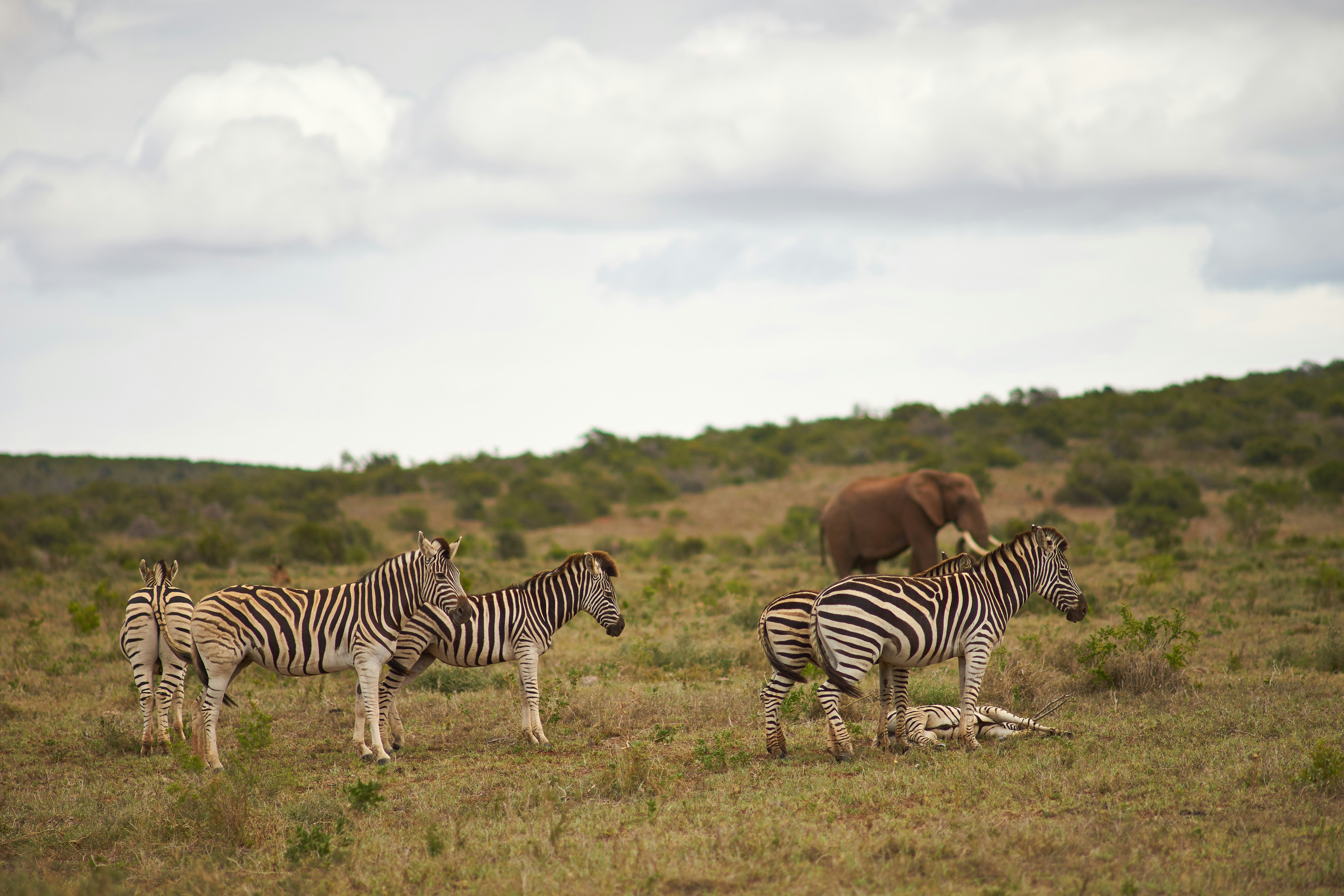 Photo by wolfgang_hasselmann