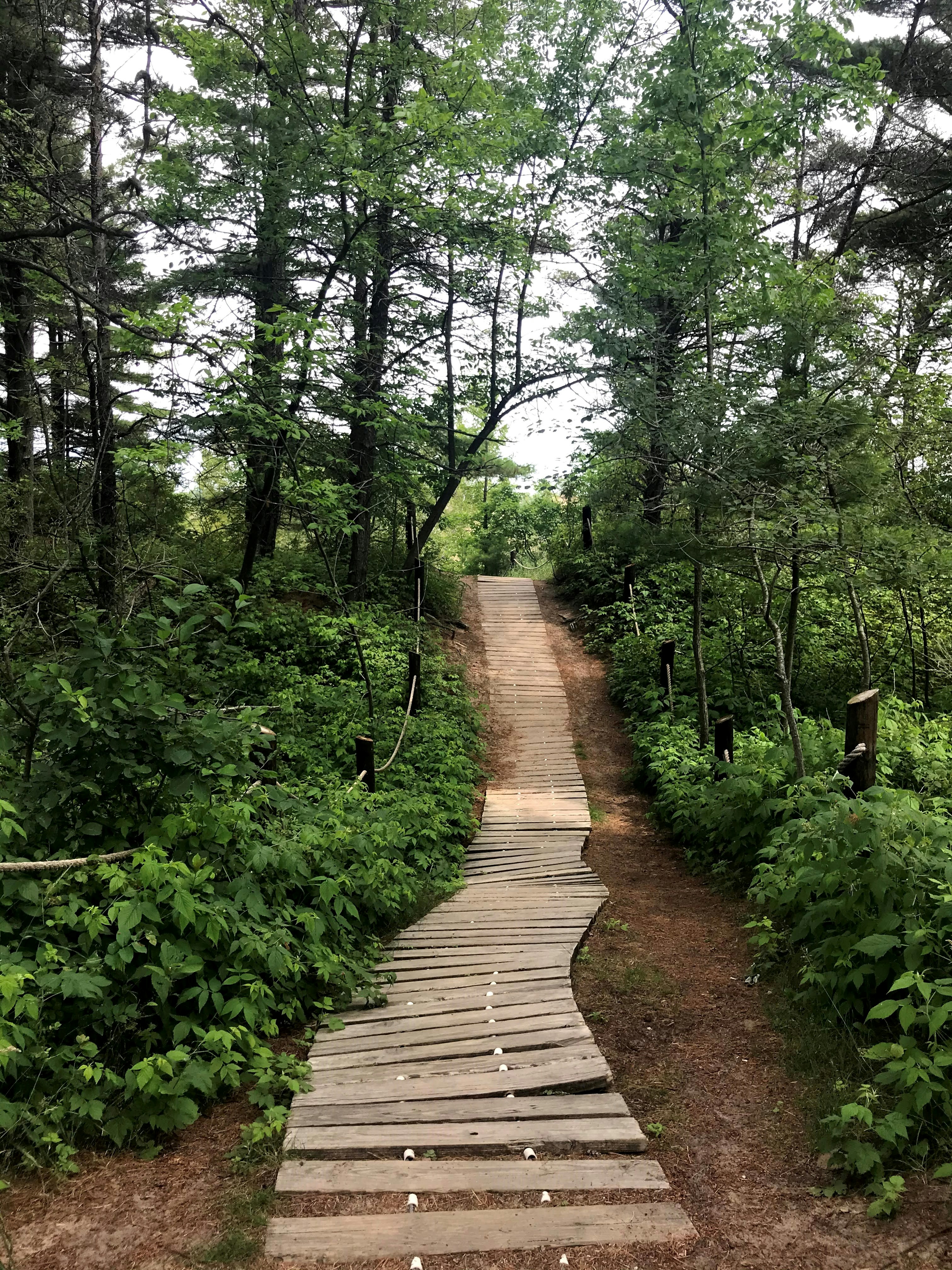 a wooden path in the middle of a forest