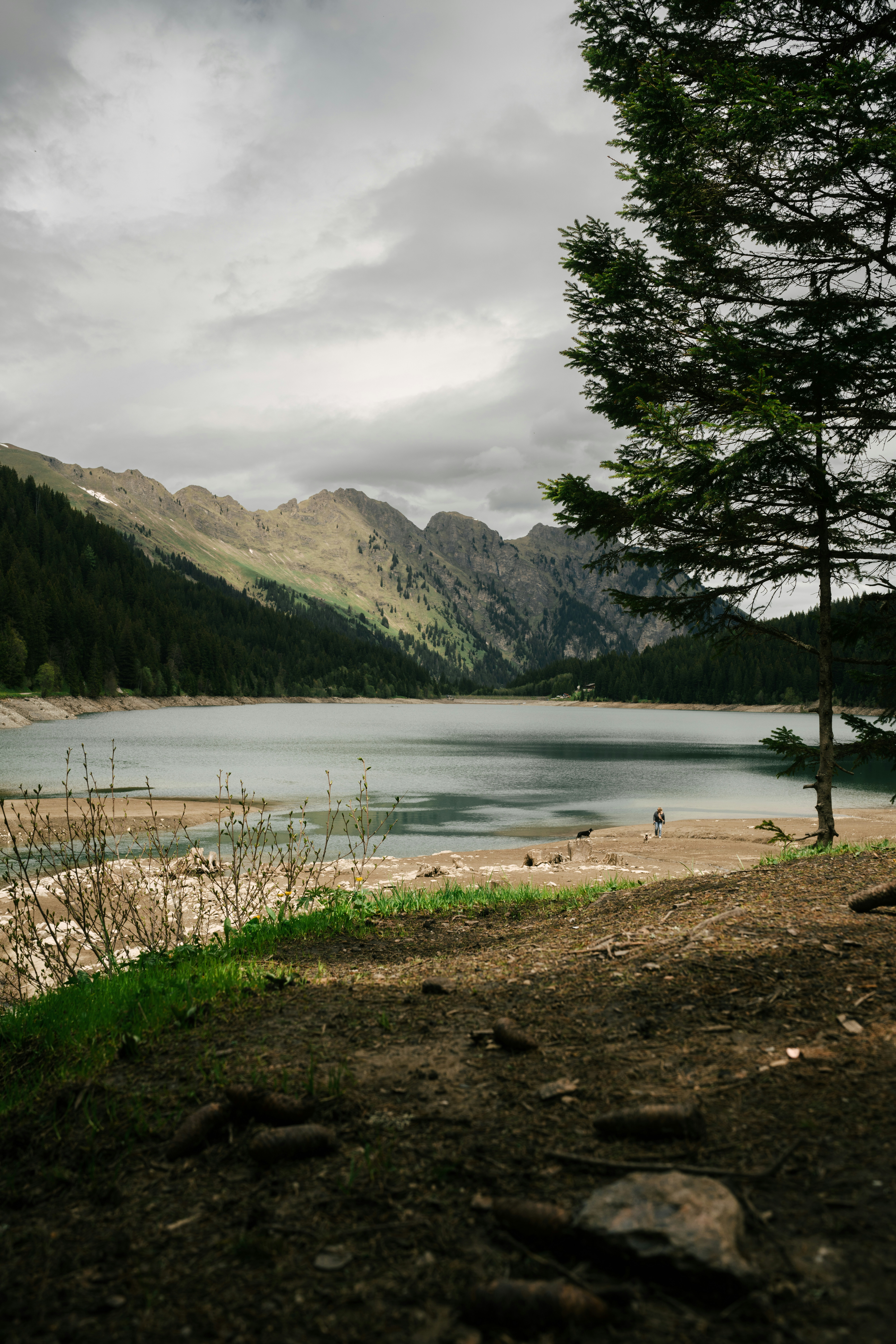 un arbre solitaire au bord d’un lac