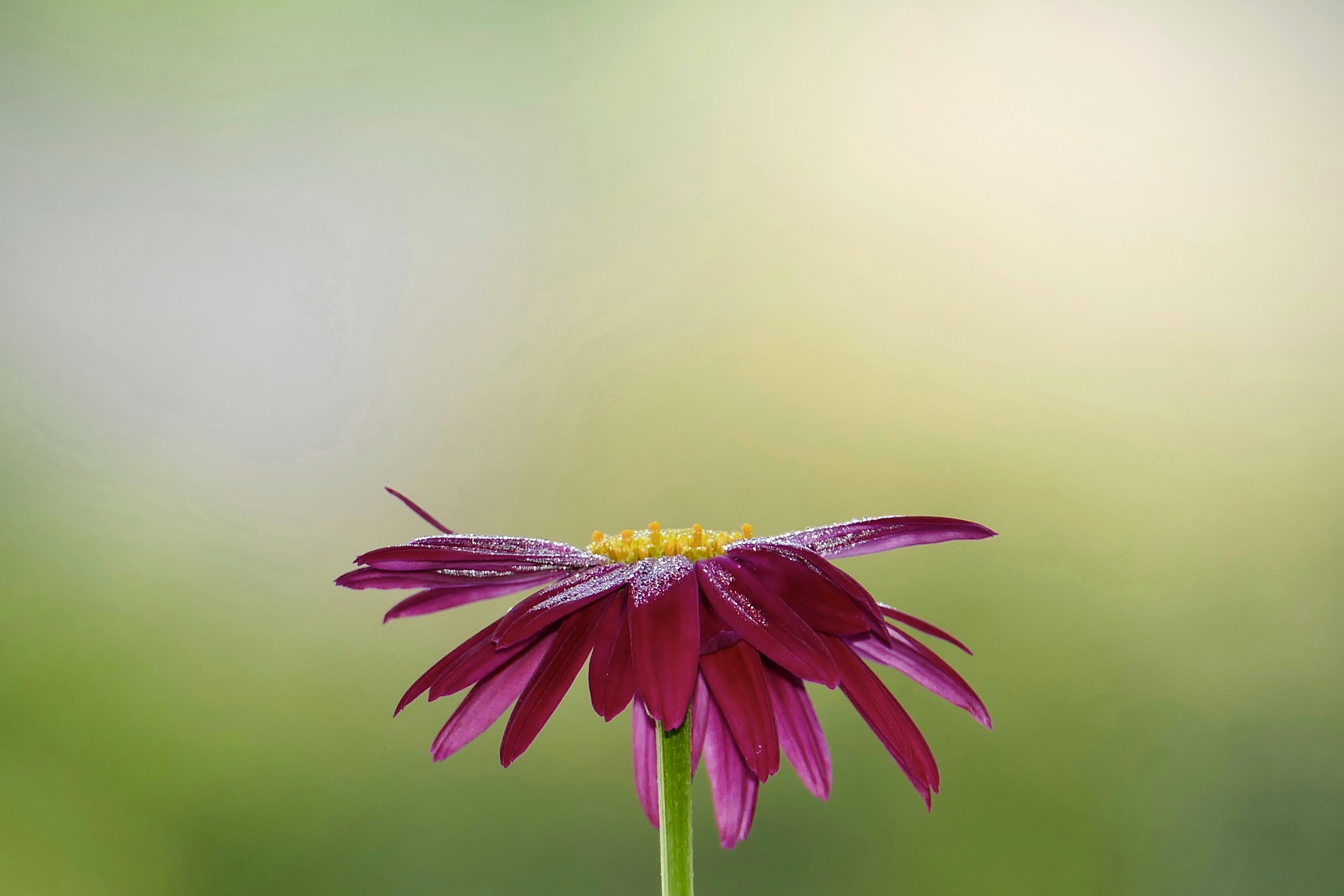 une fleur violette avec un centre jaune sur une tige verte