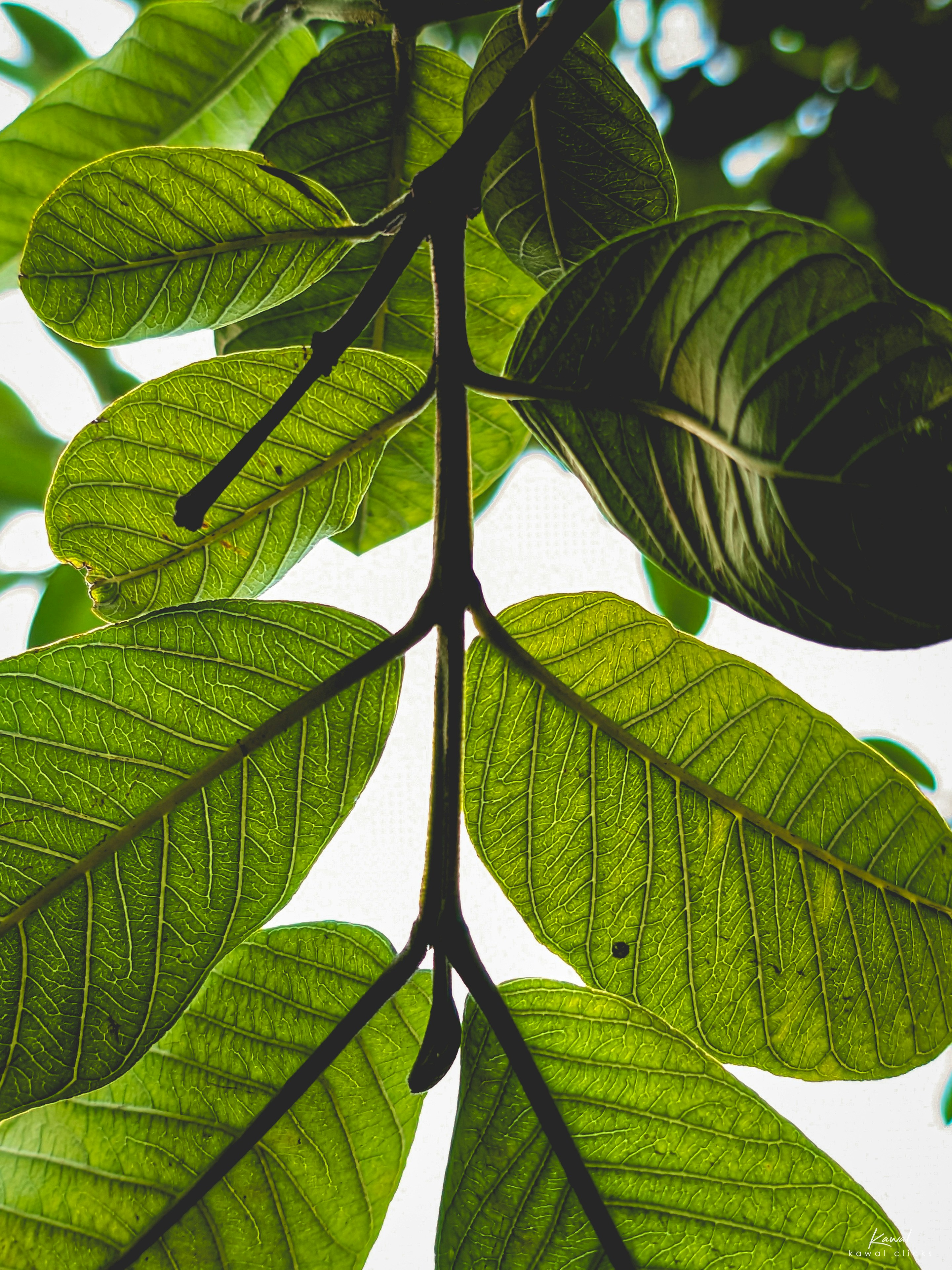 Photo by kawalgraphics