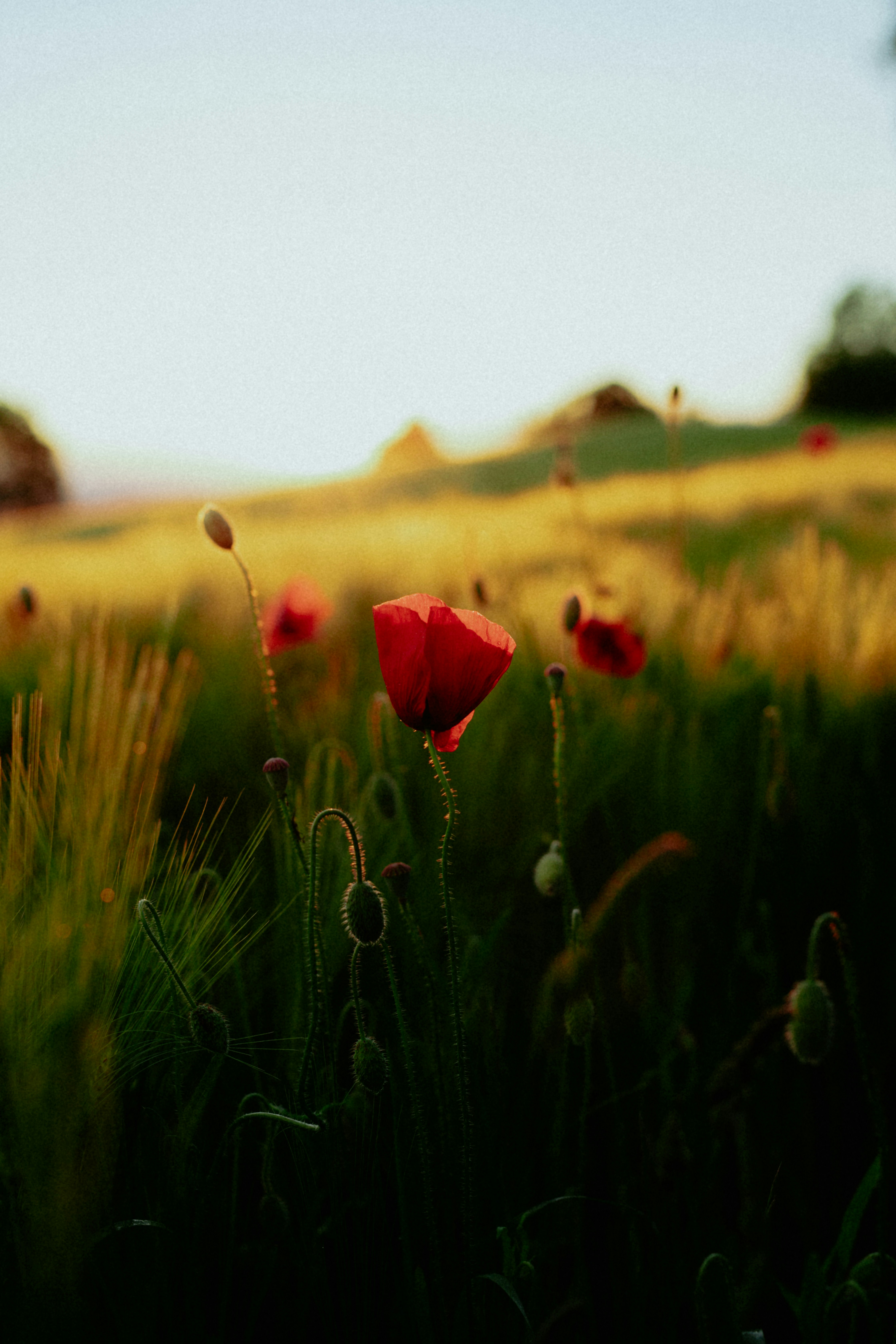 a field full of green grass and red flowers
