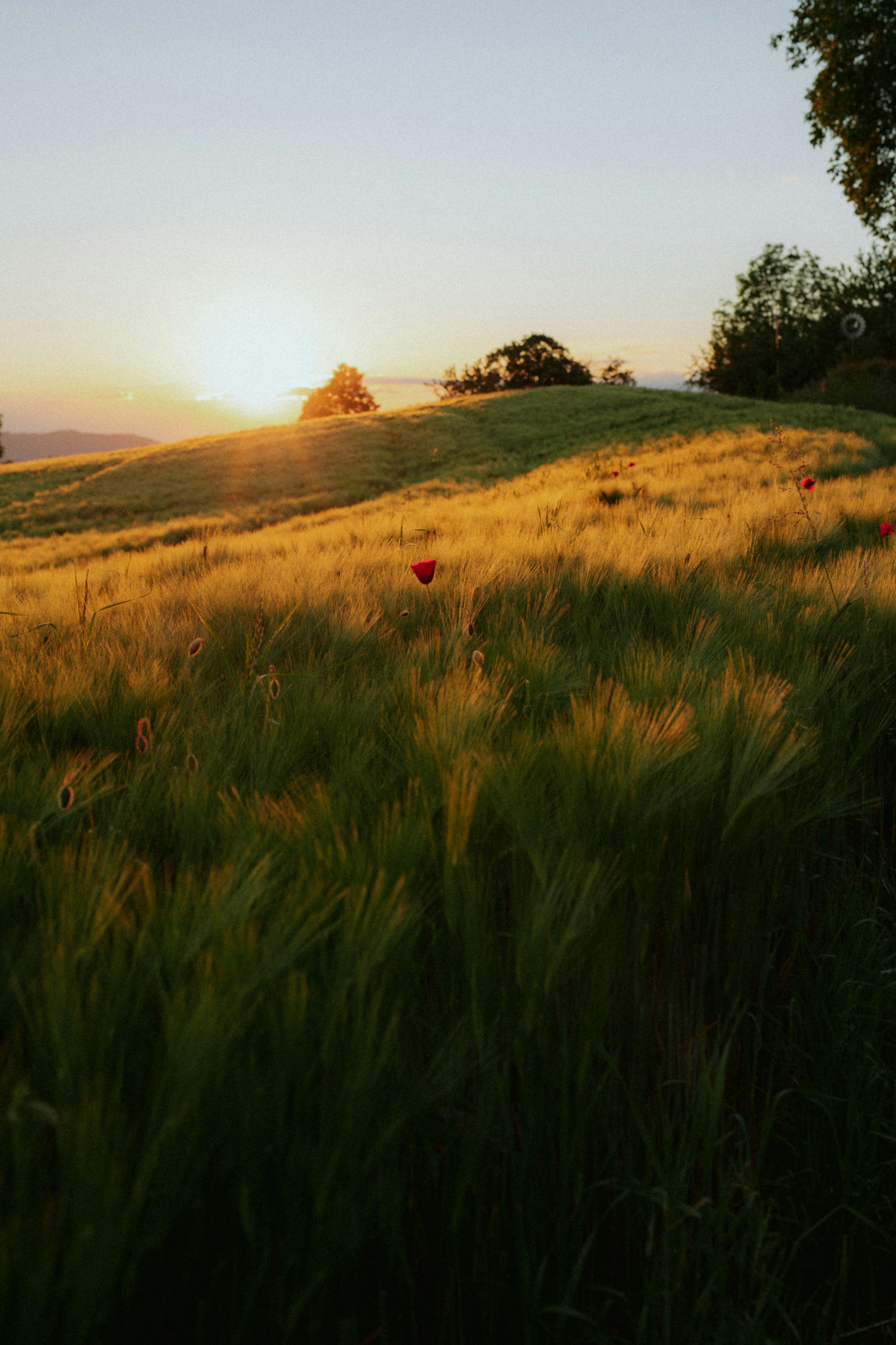 Photo by corina_rainer_