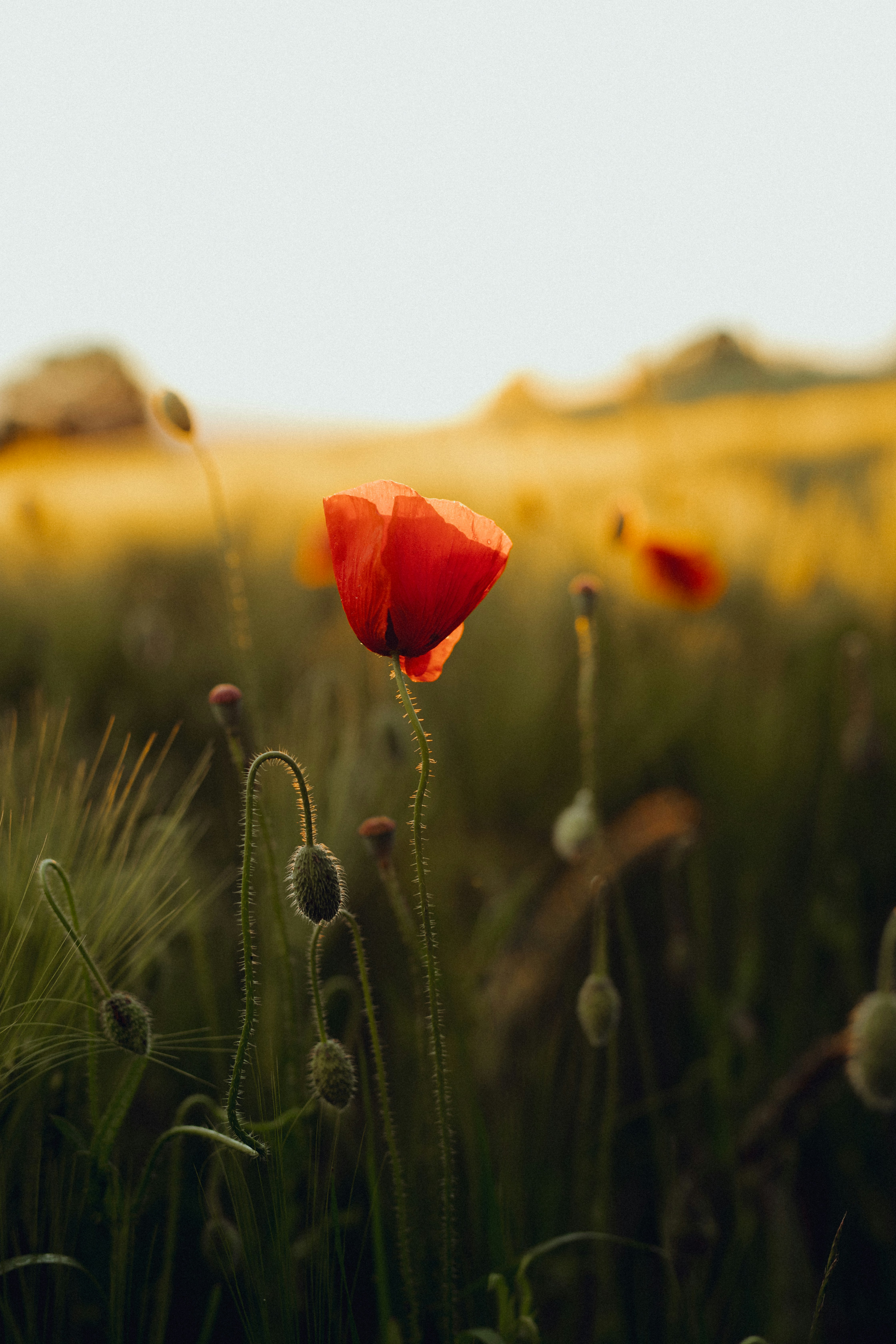 Photo by corina_rainer_