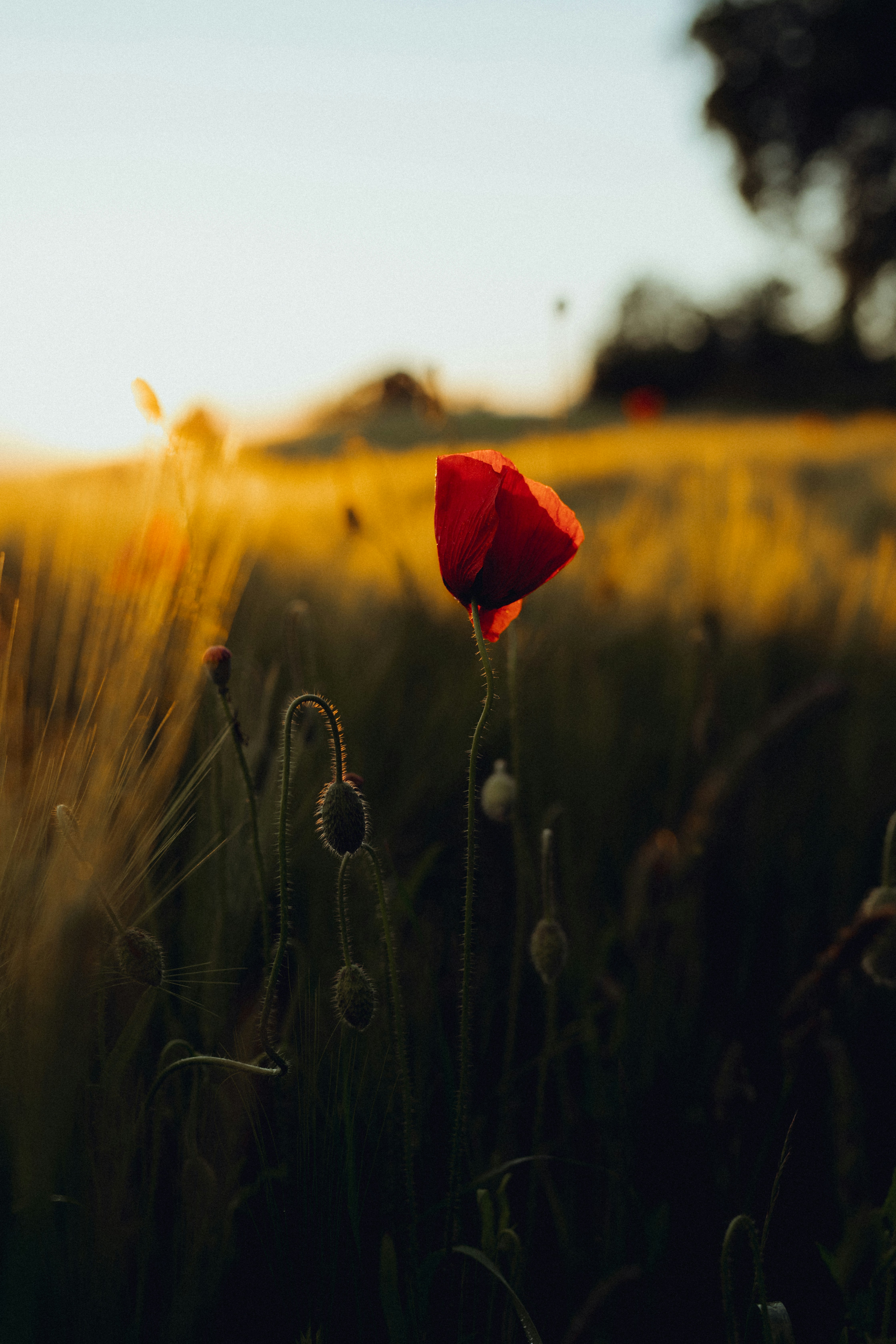 Photo by corina_rainer_