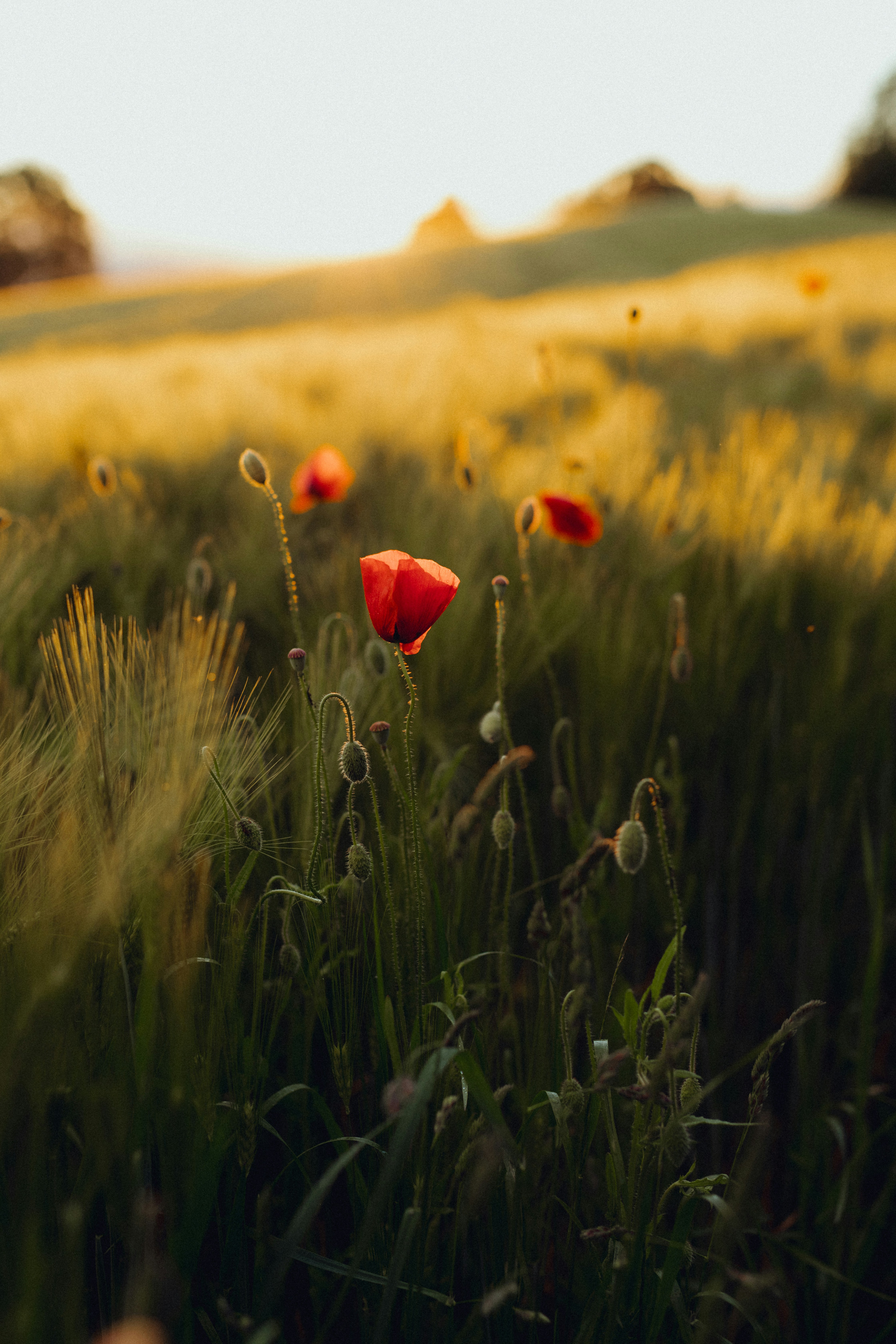 Photo by corina_rainer_