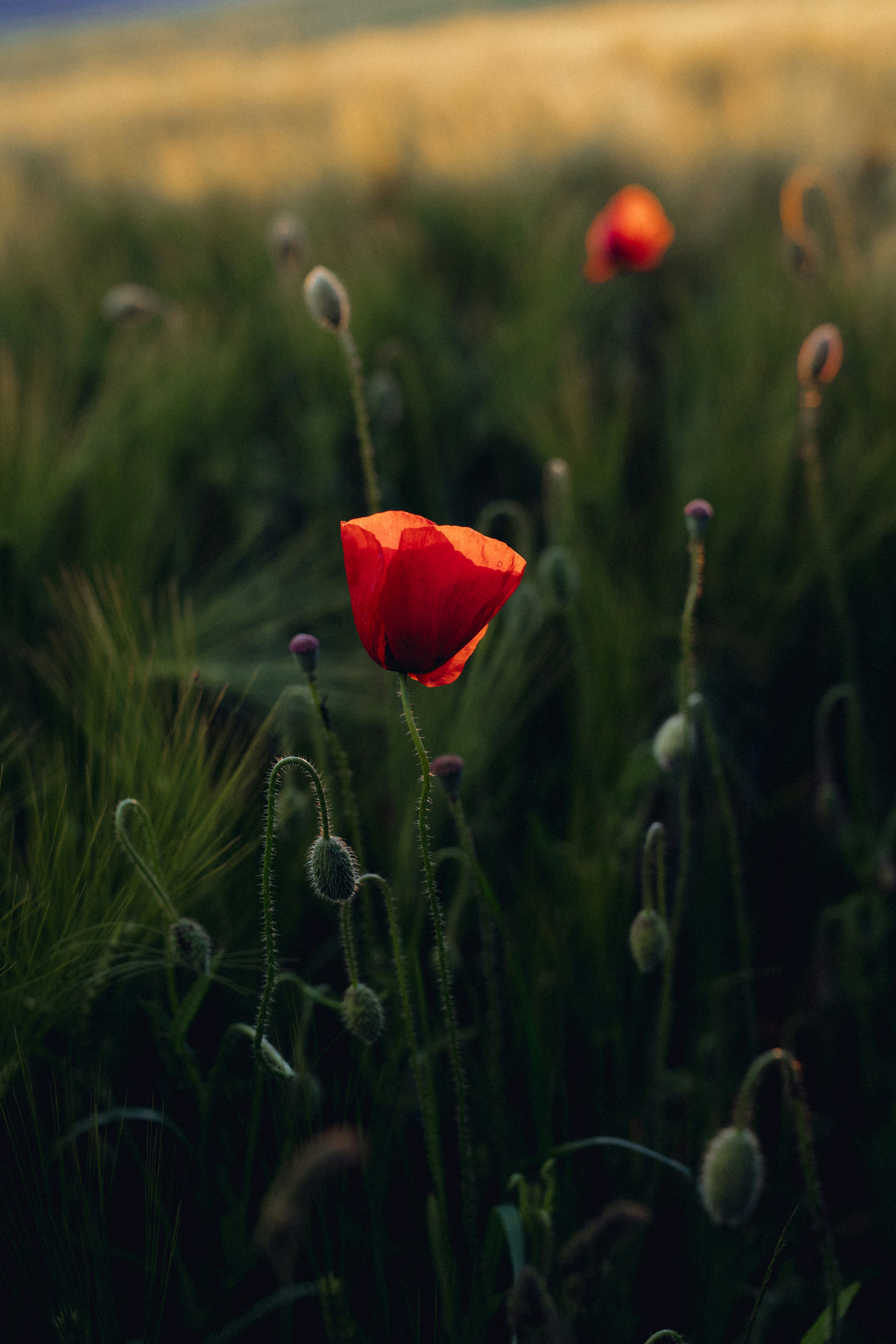 a red poppy in a field of tall grass