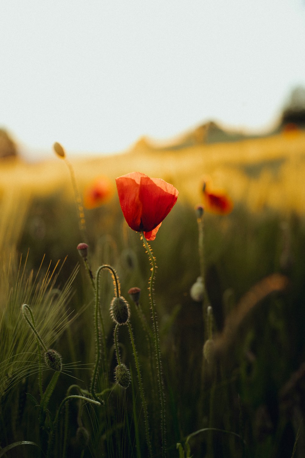 eine rote Blume in einem Feld mit hohem Gras