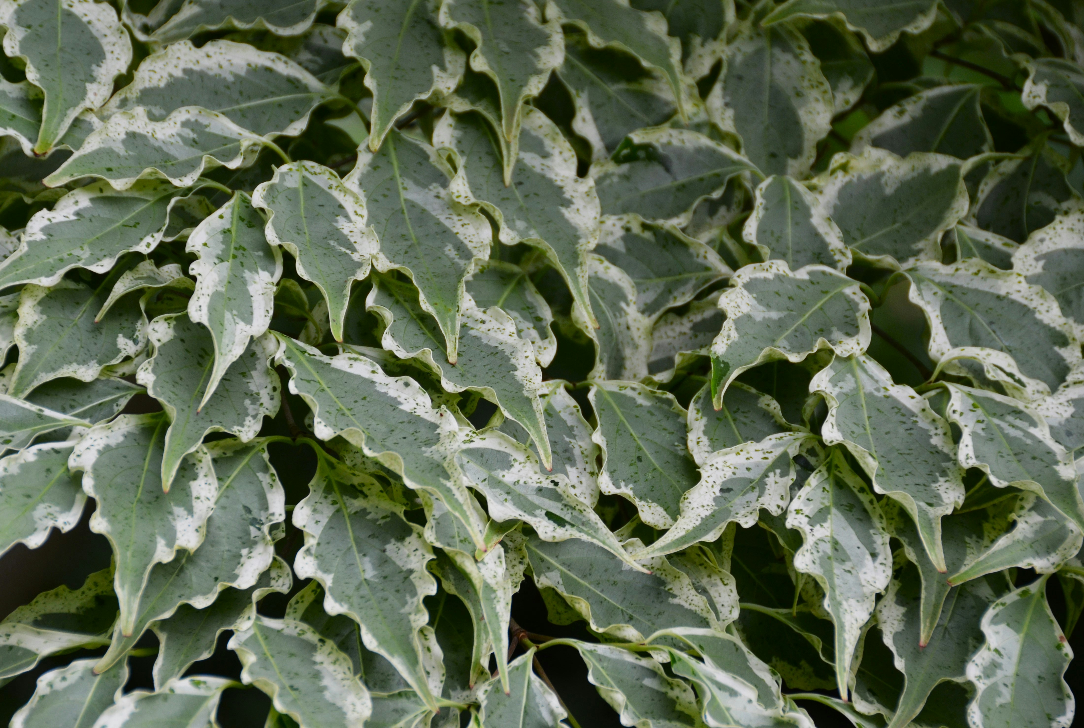 스킨답서스 실버 사틴 - a close up of a plant with green leaves
