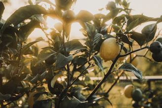 a lemon tree with some fruit growing on it