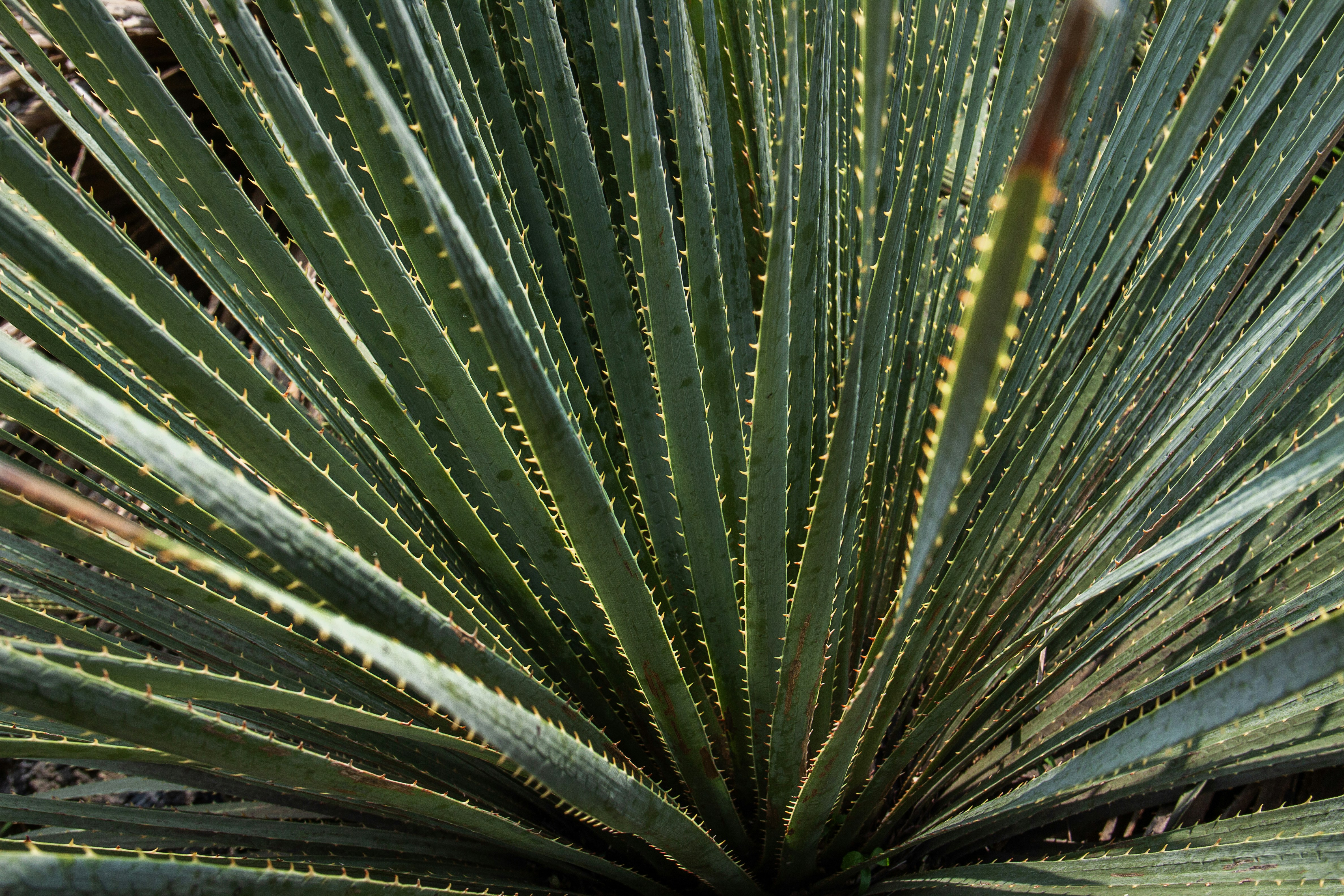 a close up of a green plant with lots of leaves