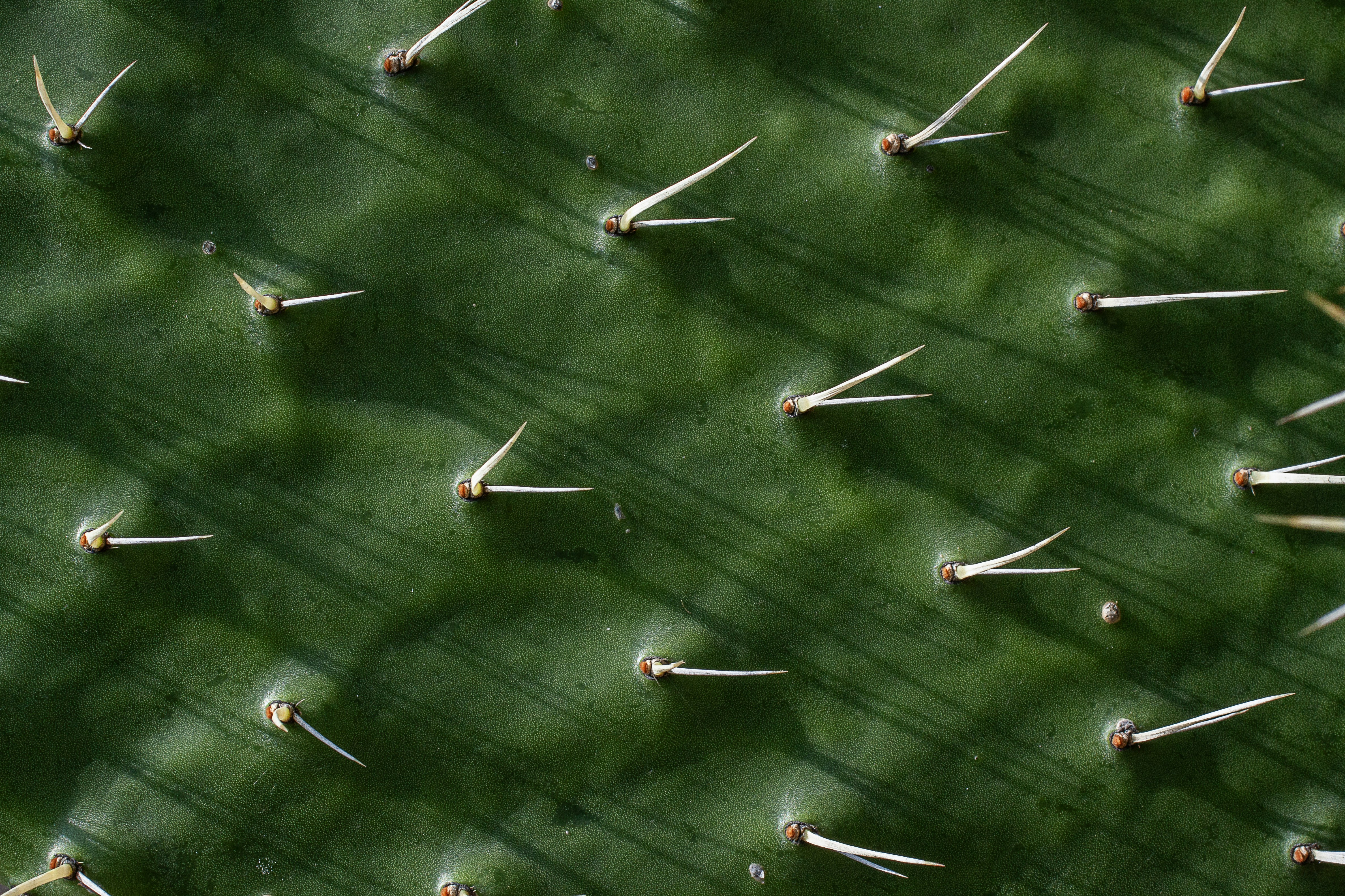 Eine Nahaufnahme eines grünen Kaktus mit langen Nadeln
