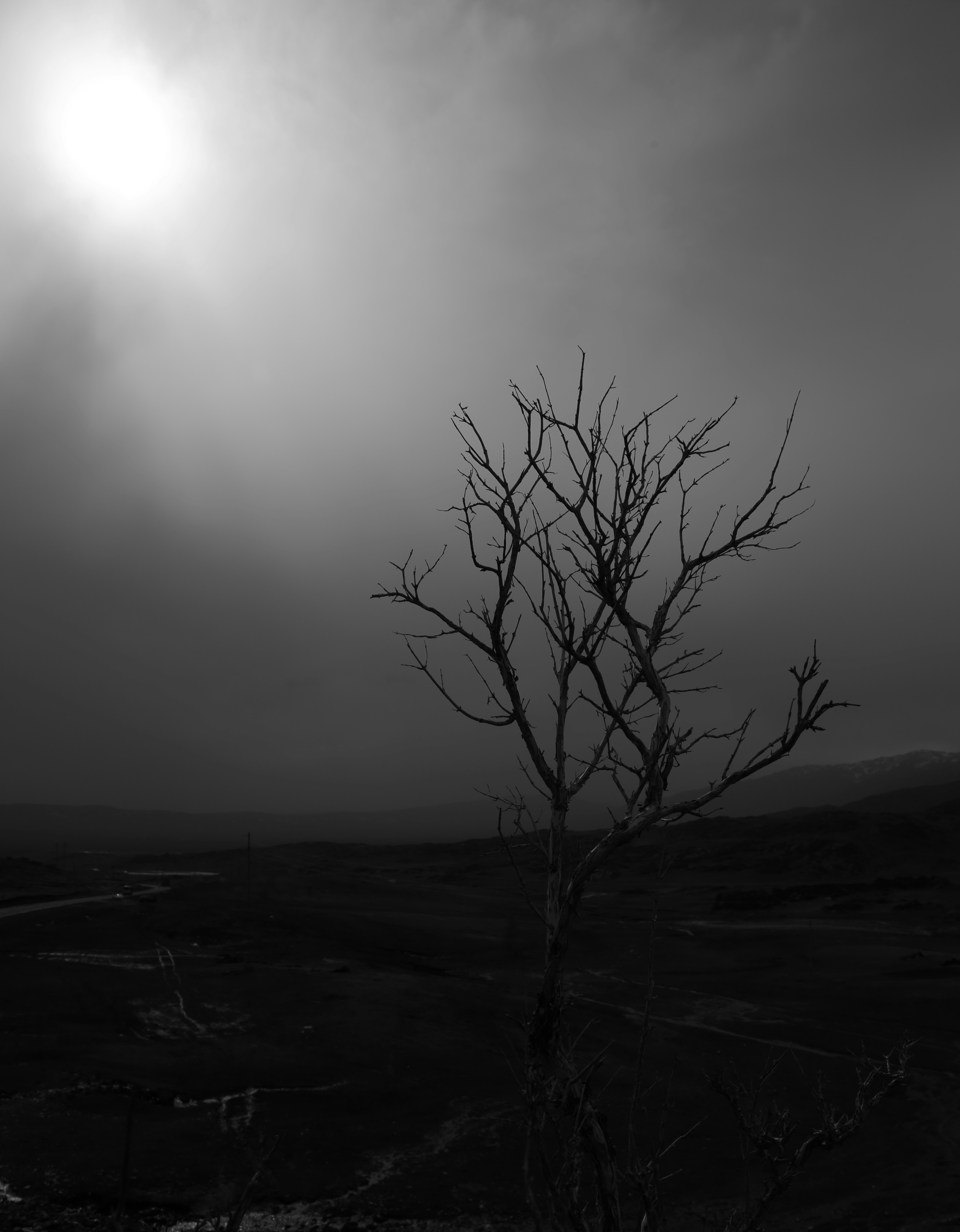 a bare tree in the middle of a field