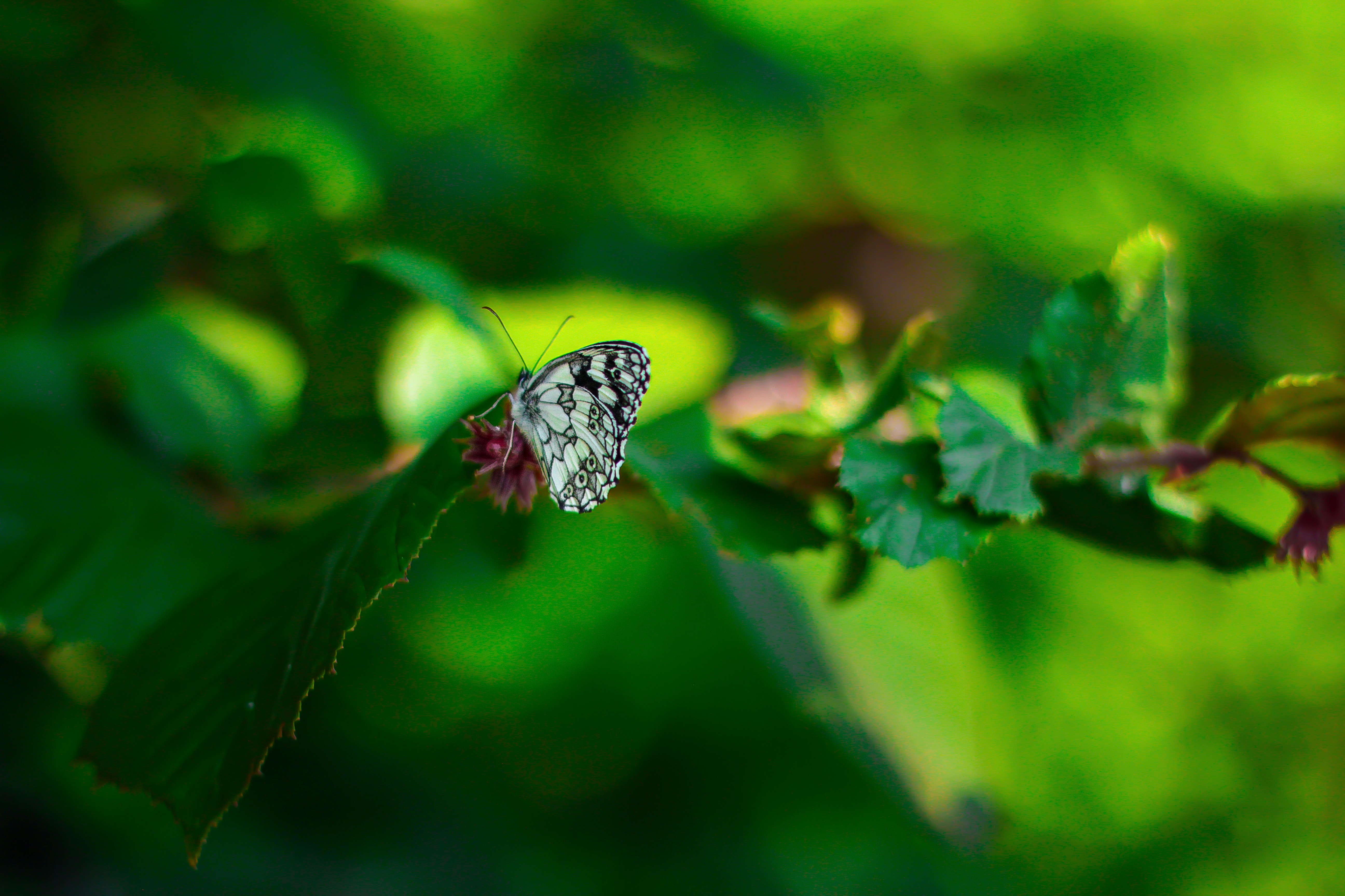 a butterfly sitting on a leaf in the sun