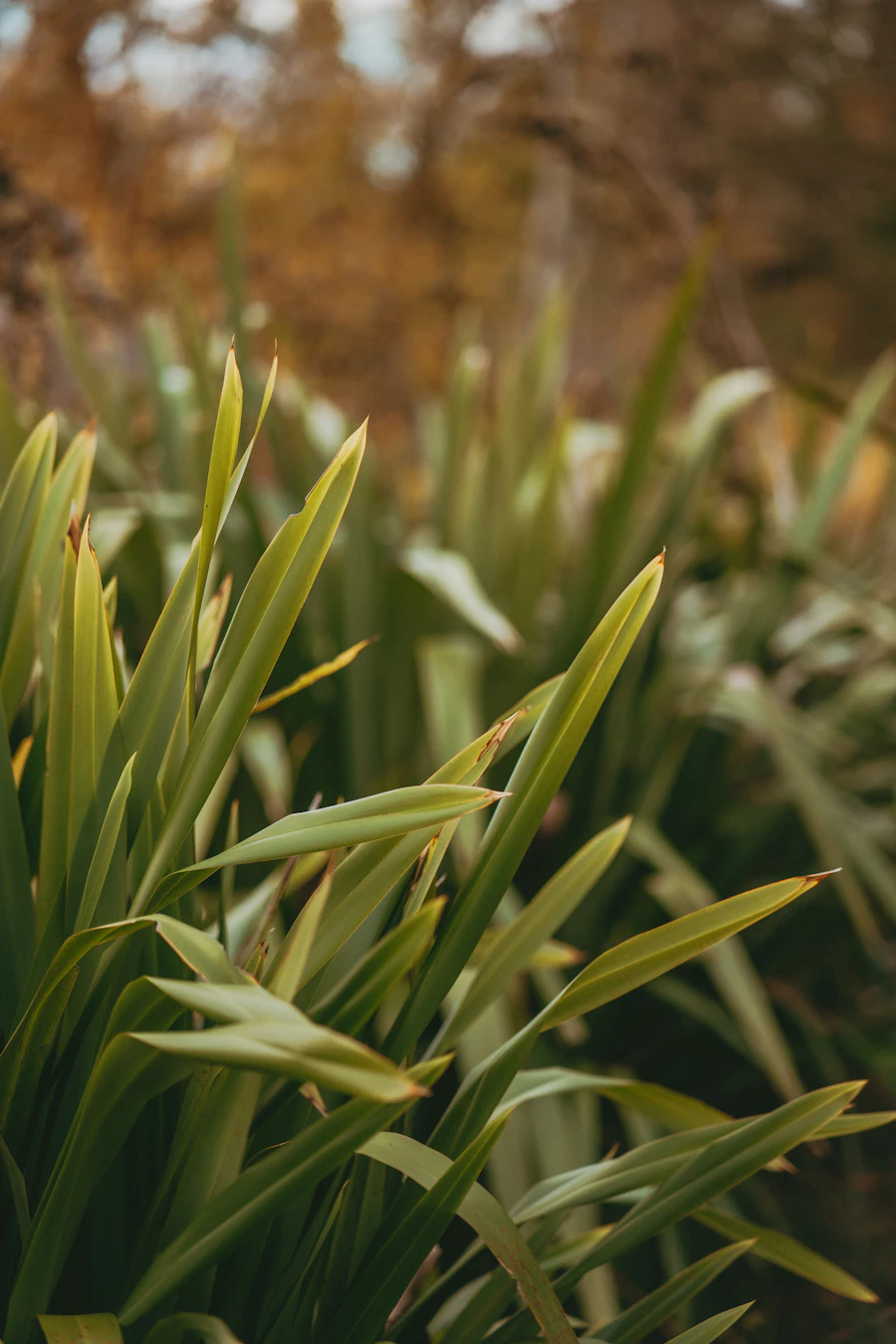 A dense green flax-like plant growing outdoors