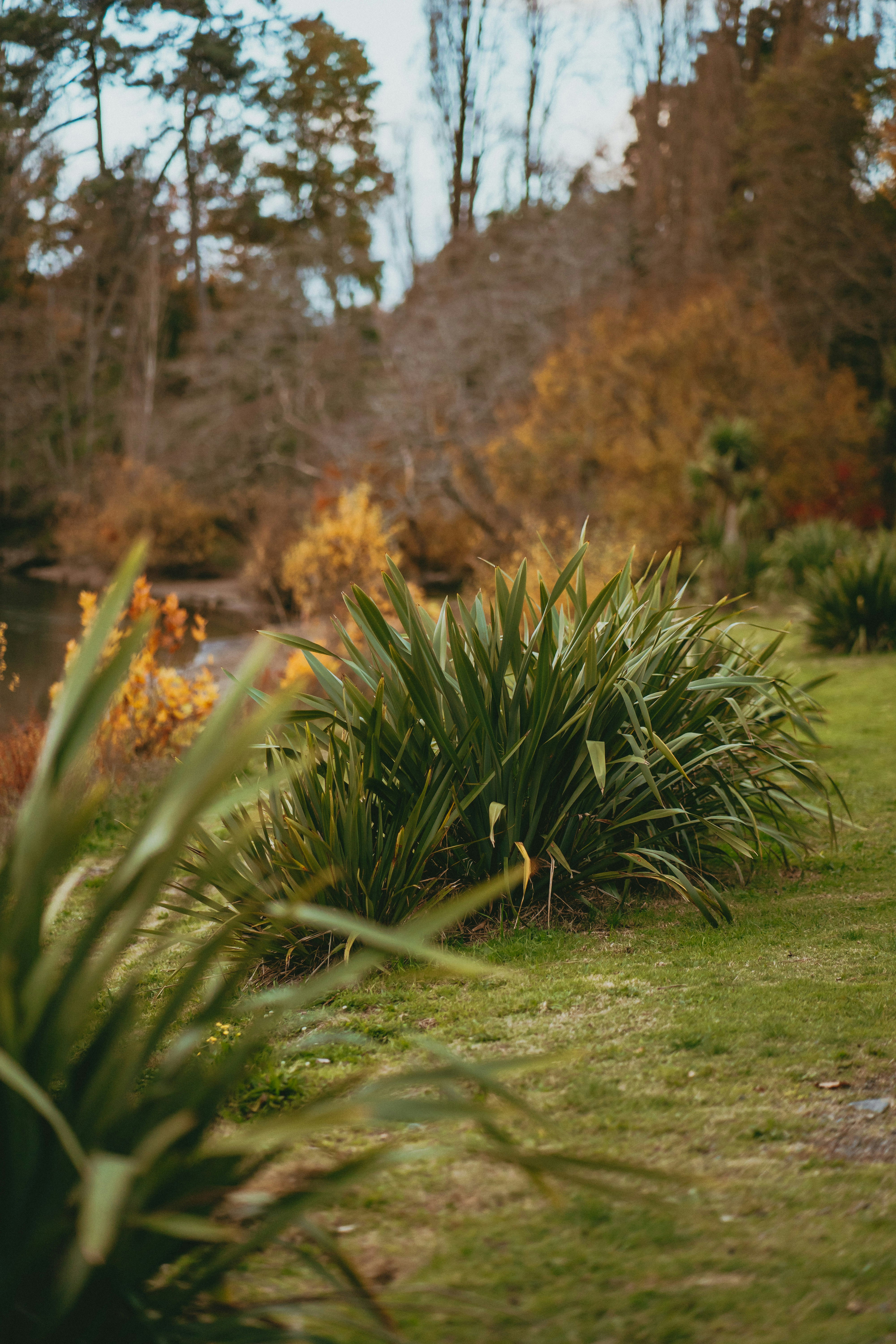ein paar Pflanzen, die im Gras stehen