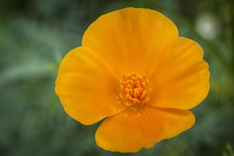 a yellow flower with a green background
