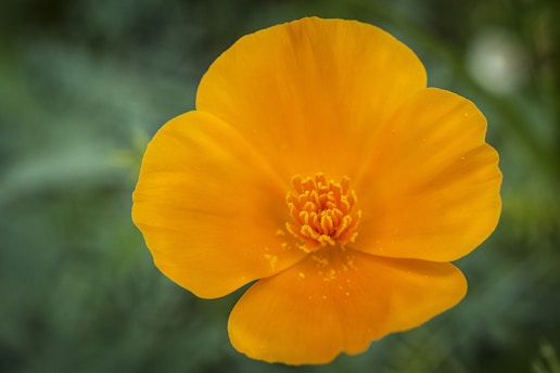 a yellow flower with a green background