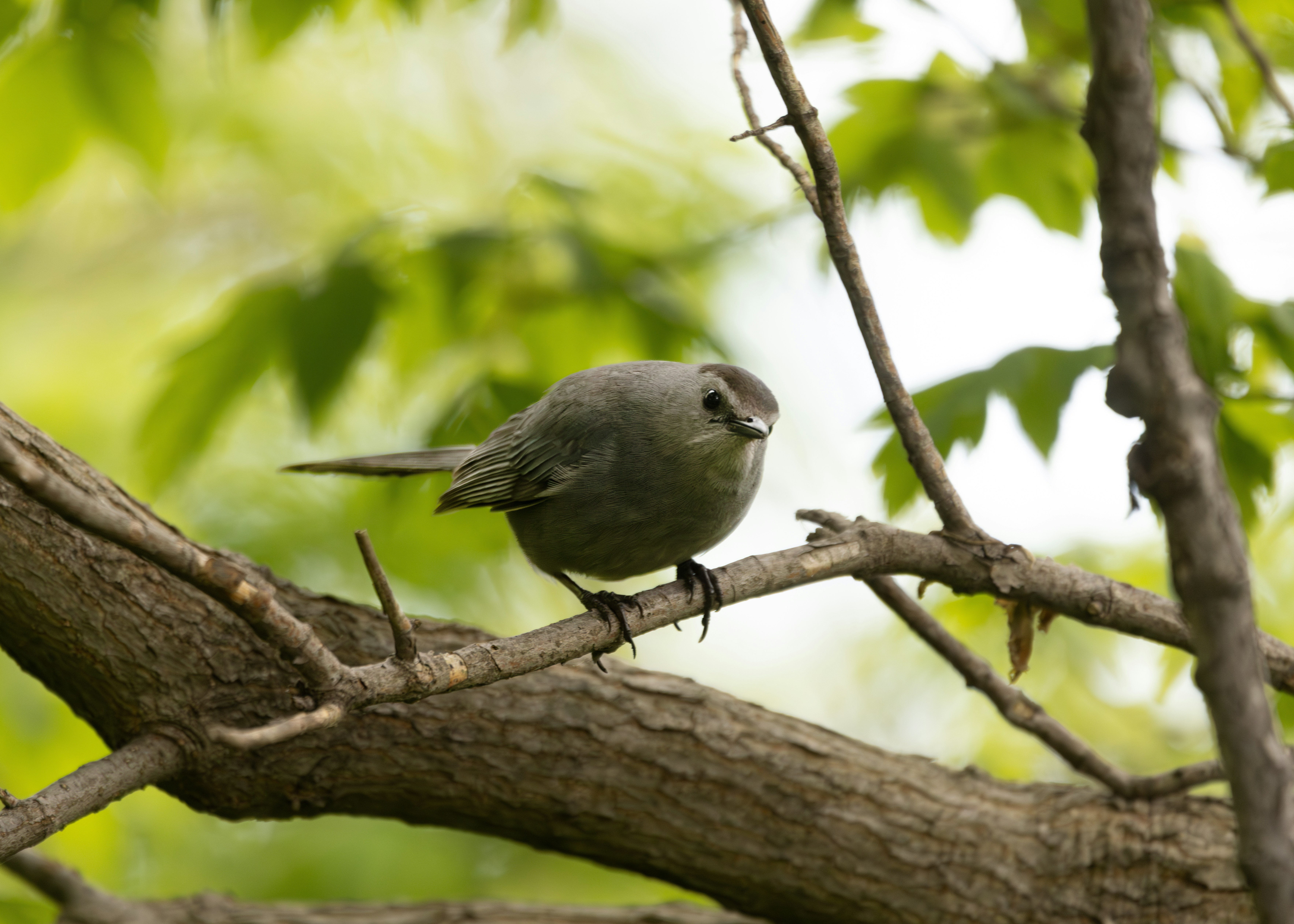 Gray Catbird