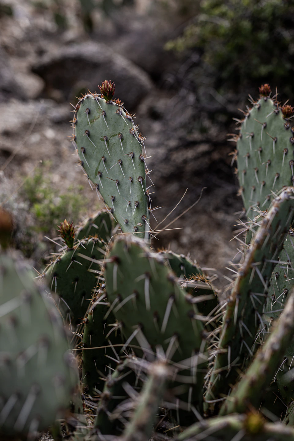 The image shows a close-up view of several cacti plants with spines, arranged in a cluster against a backdrop of rocks and shrubs. The cacti have a mix of green and brown hues, creating a natural tapestry of colors. Some of the cacti are taller than others, adding depth to the scene. The background is blurred, drawing focus to the cacti as the main subject in the image.