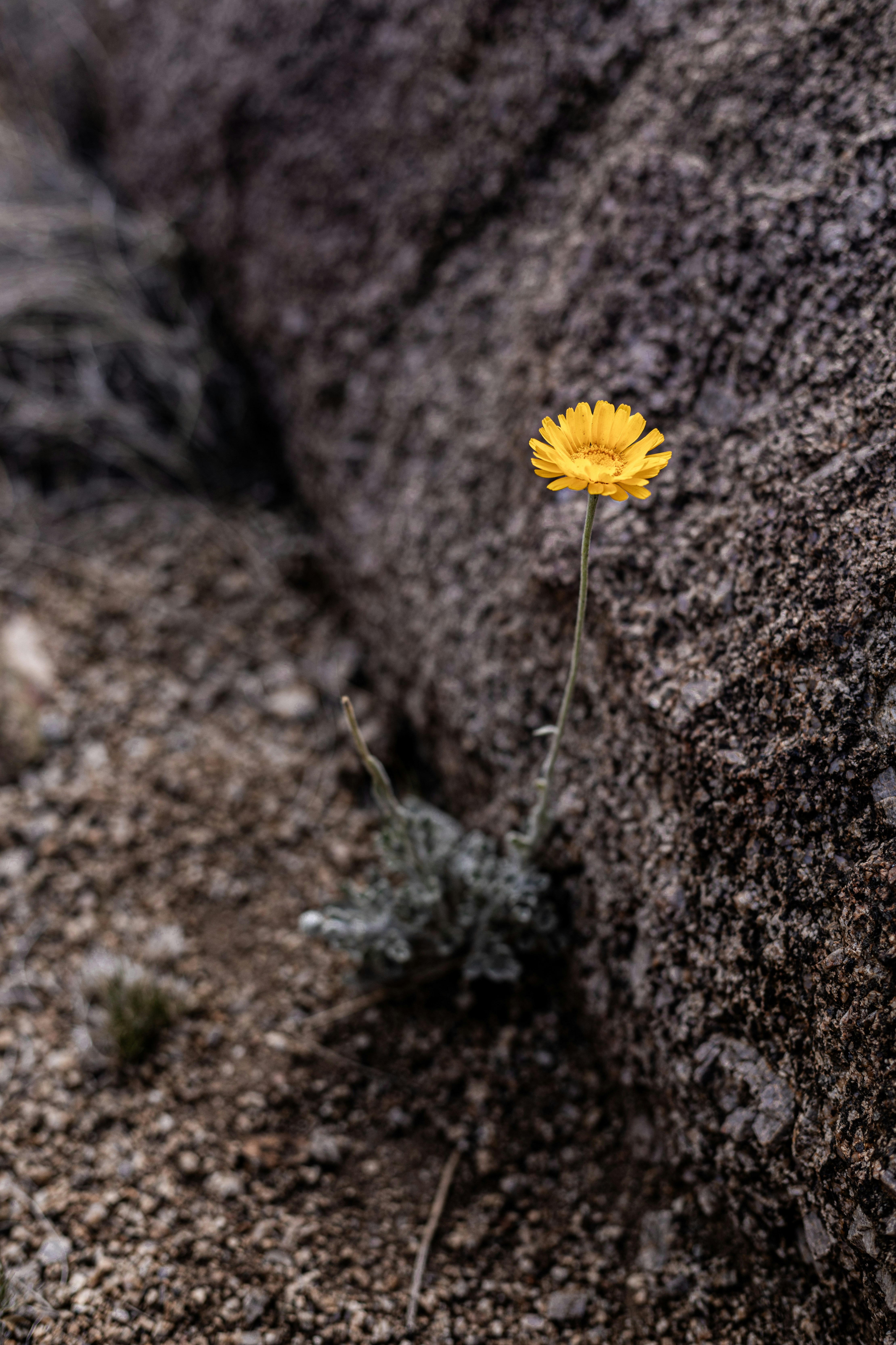 a single yellow flower growing out of a crack in a rock