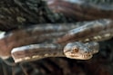 a close up of a snake on a branch