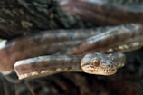 a close up of a snake on a branch