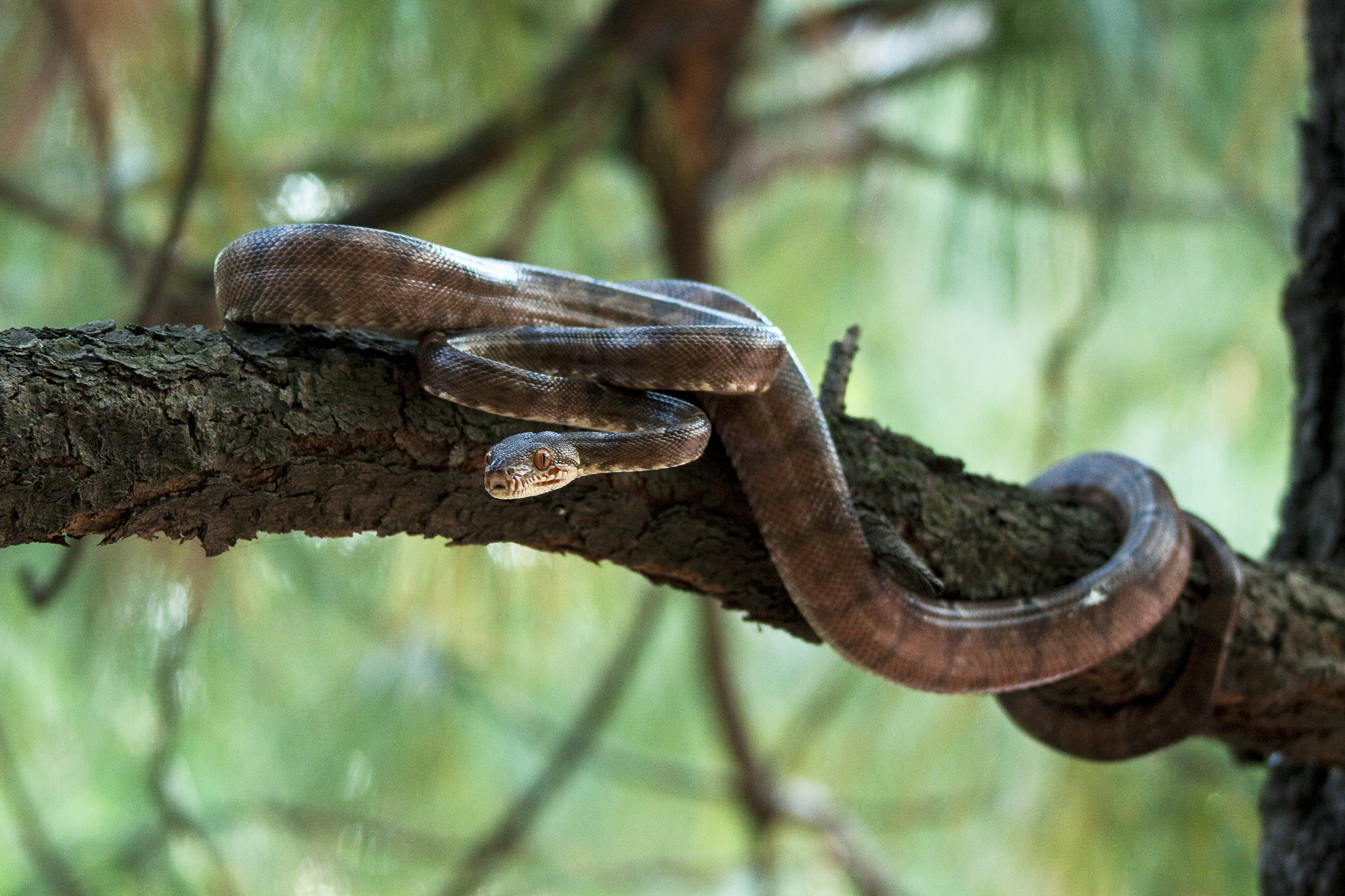A snake is on a branch in a tree photo – Free Snake Image on Unsplash