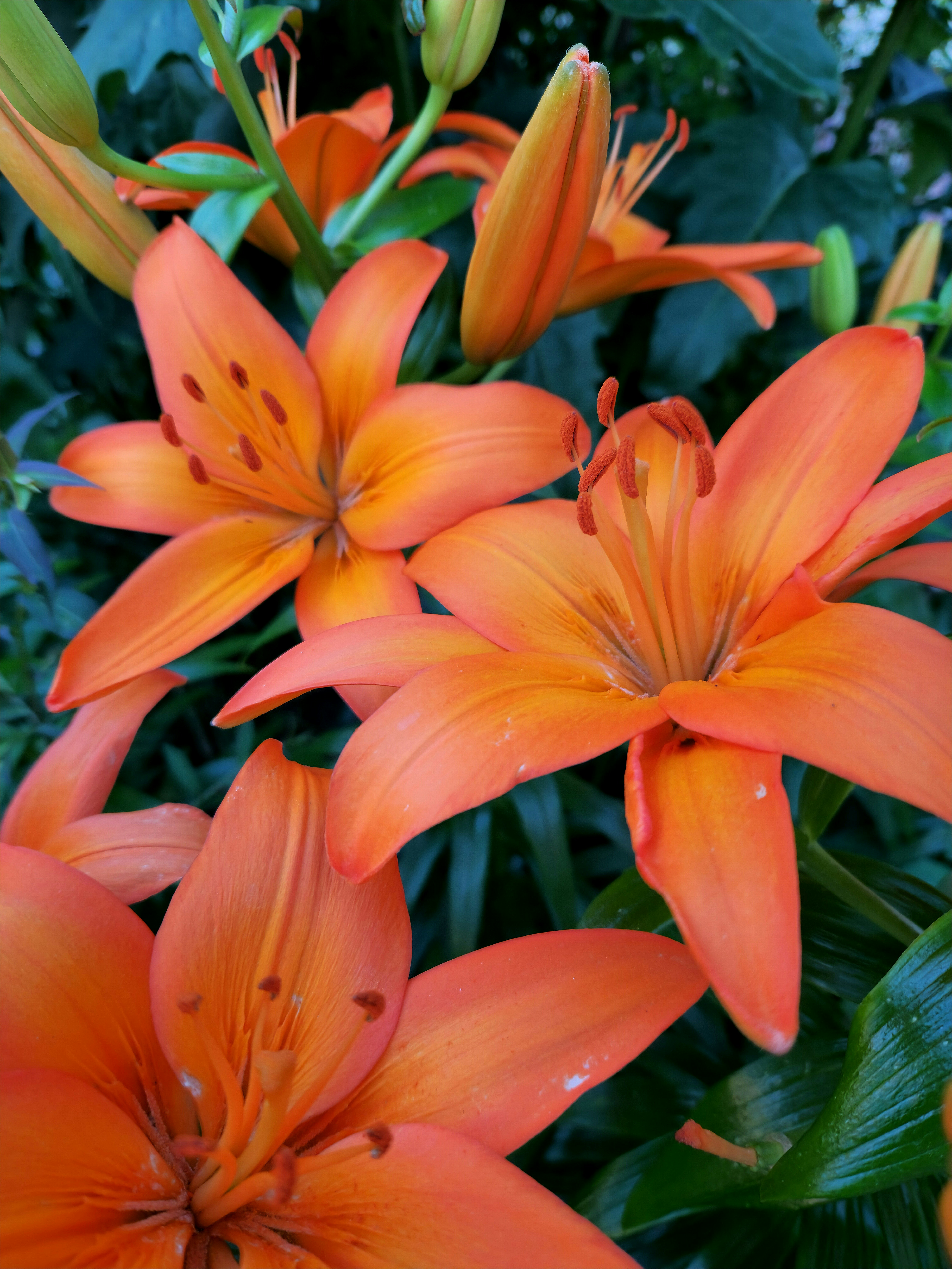 A bunch of orange flowers in a garden