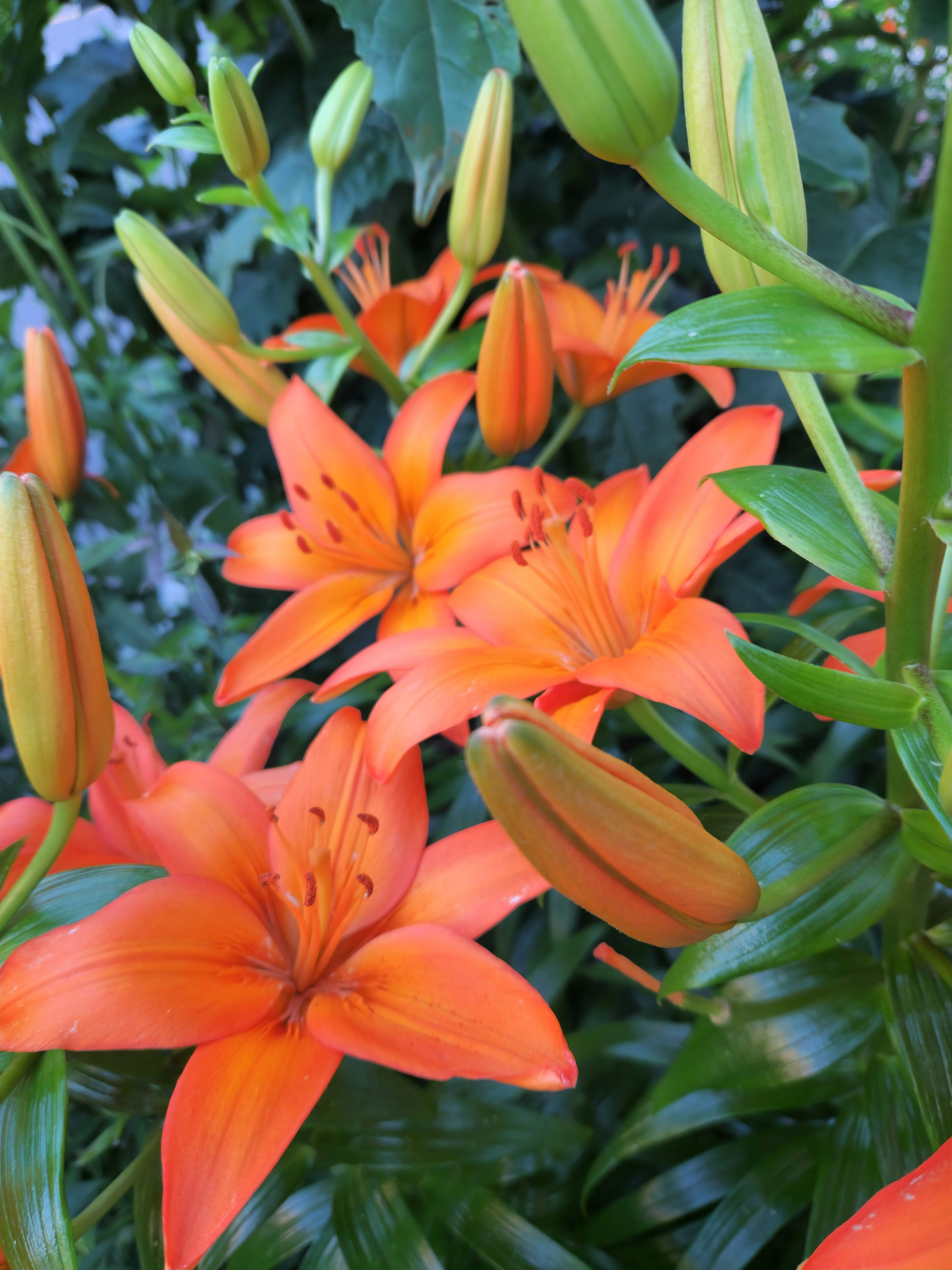 A close up of a bunch of orange flowers
