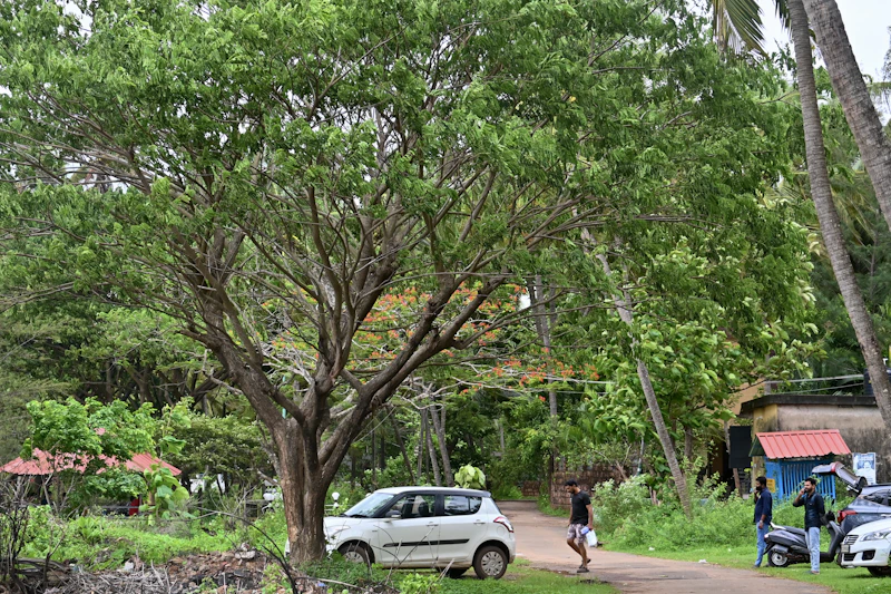Best Local Markets in Kasaragod for Food, Crafts, and Real Community Life